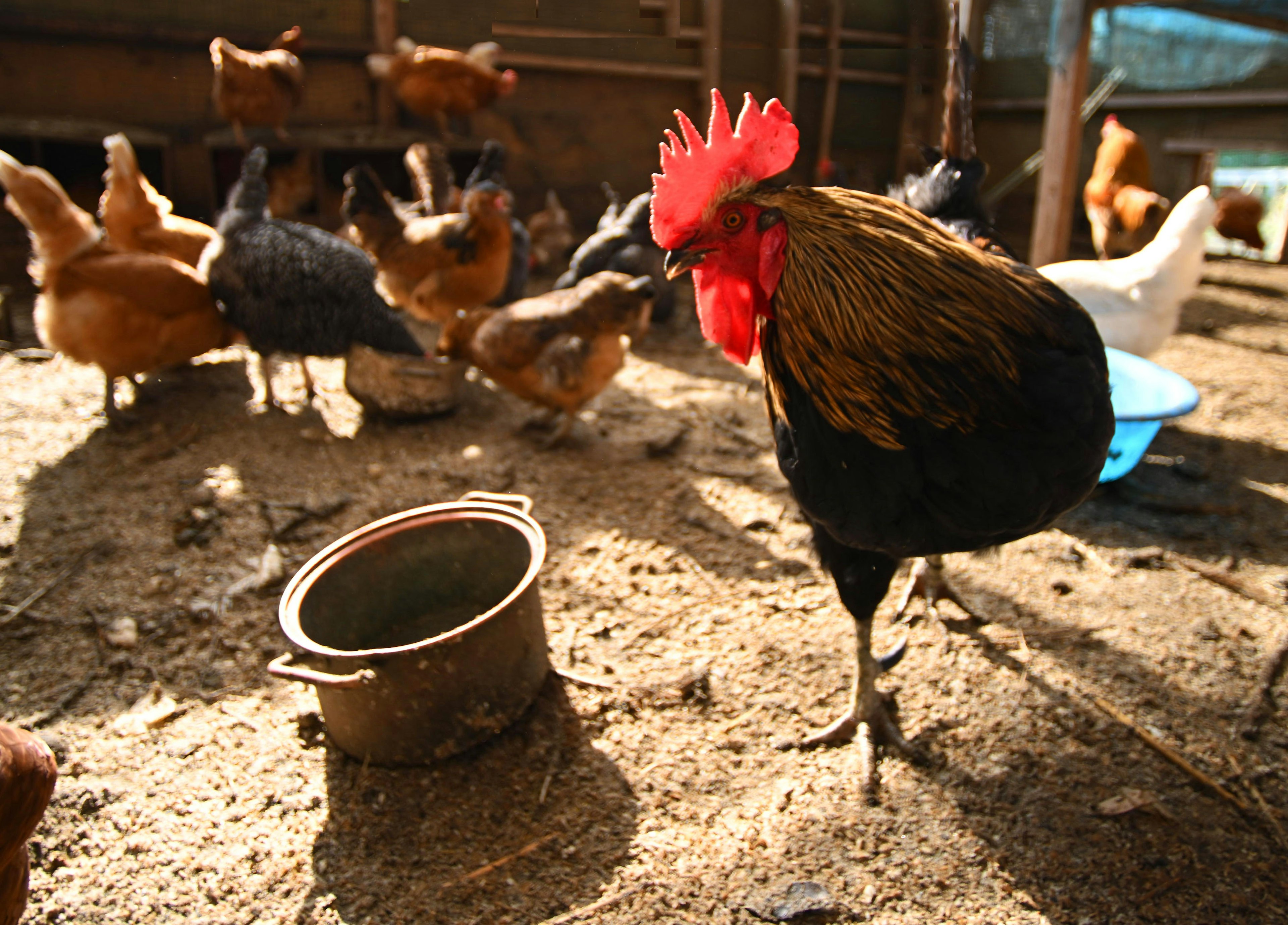 A rooster in a chicken coop surrounded by hens and a feeding bowl