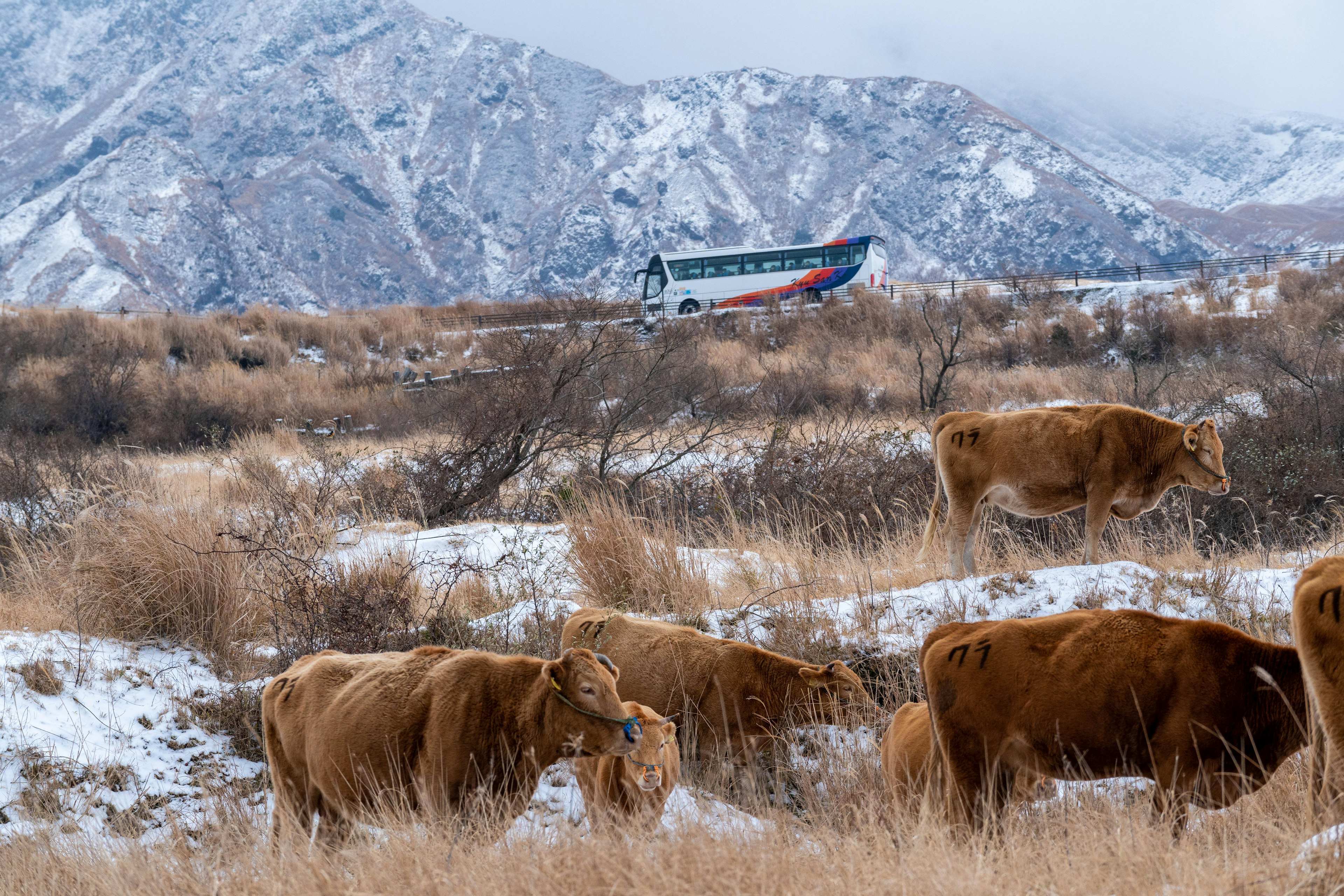 Des vaches paissant dans un paysage enneigé avec des montagnes en arrière-plan et un avion volant au-dessus