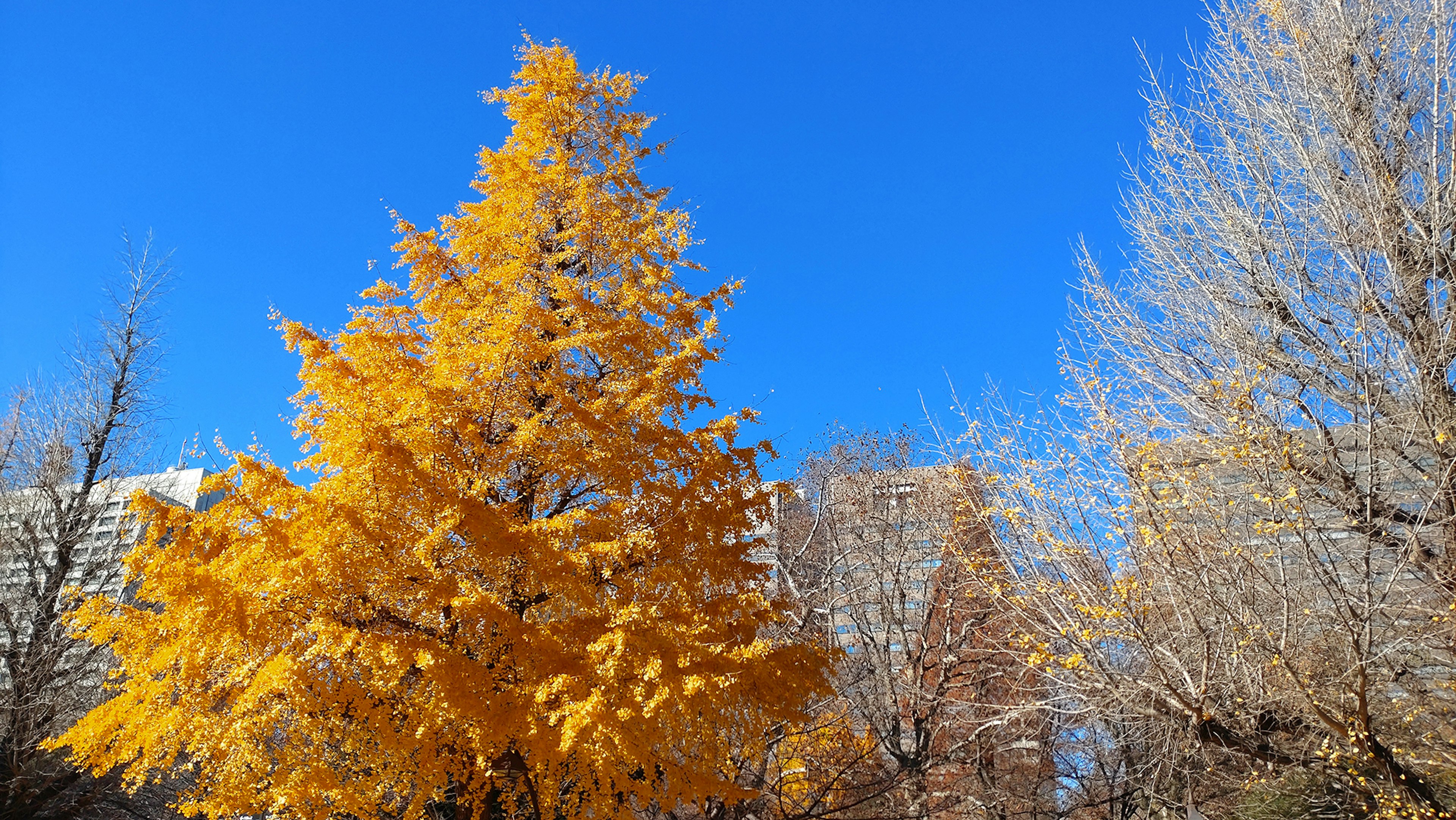 Árbol amarillo vibrante bajo un cielo azul con árboles blancos