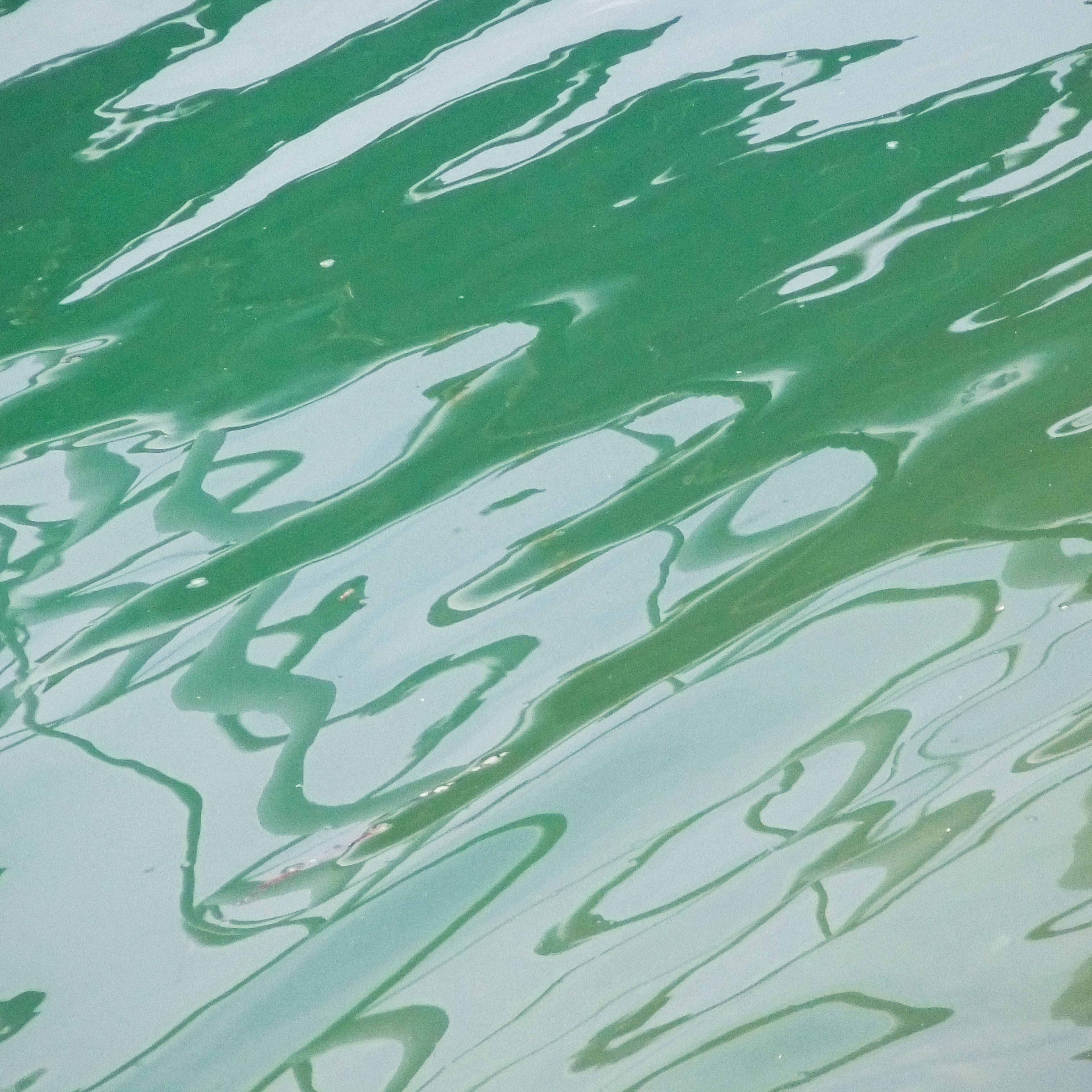 Close-up of green water surface with ripples