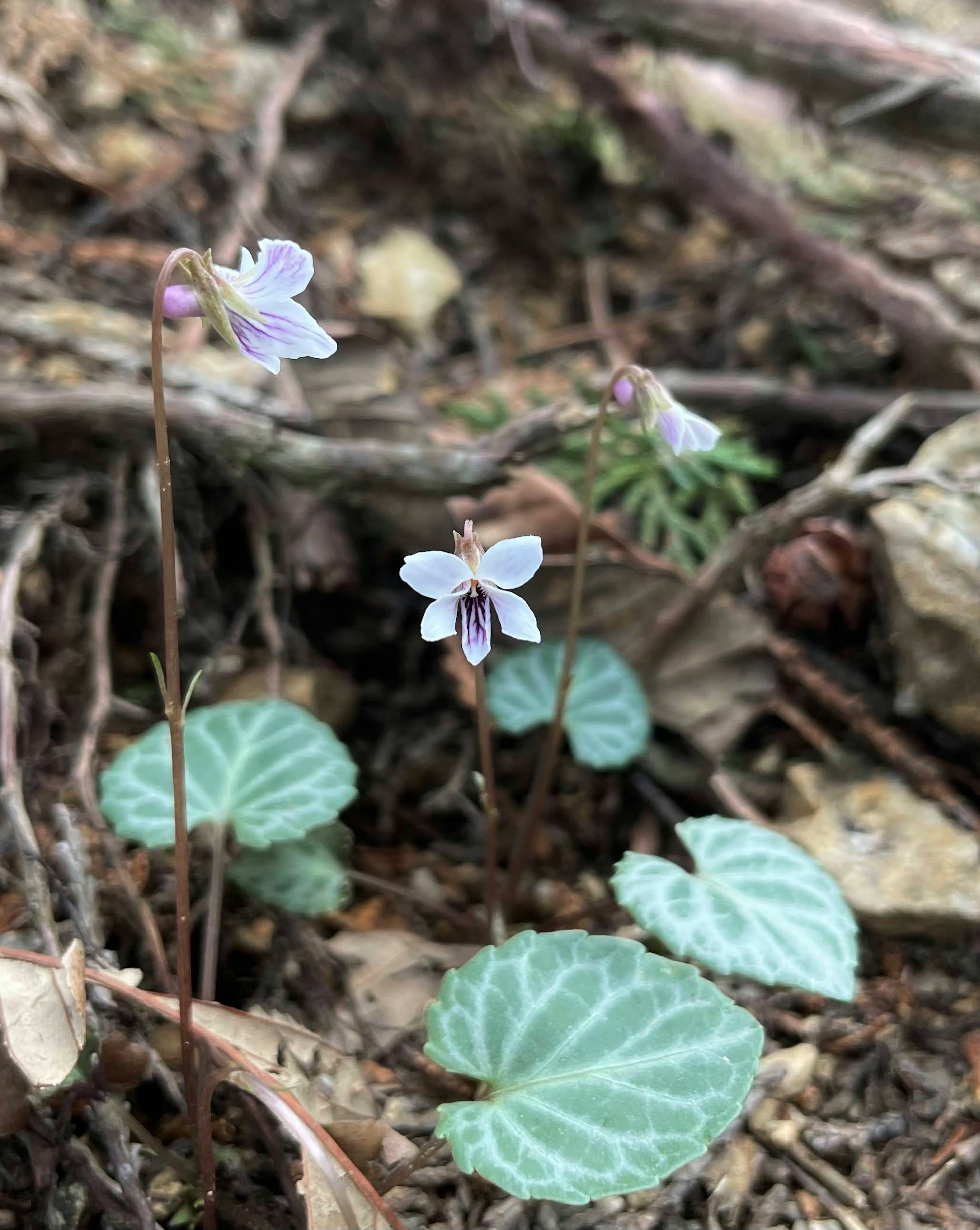 小さな紫色の花と特徴的な葉が見える植物のクローズアップ