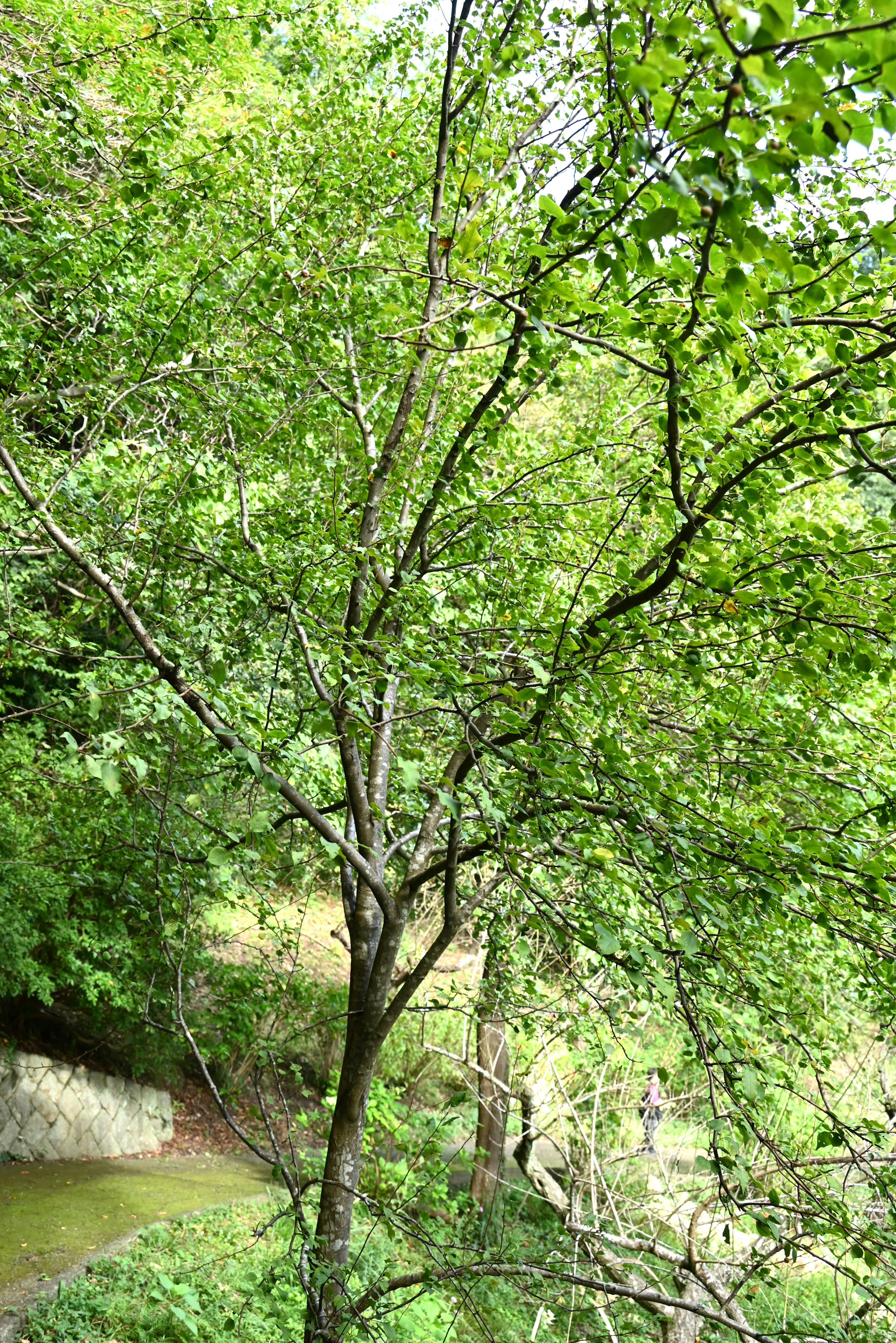 Lush green tree with surrounding natural scenery