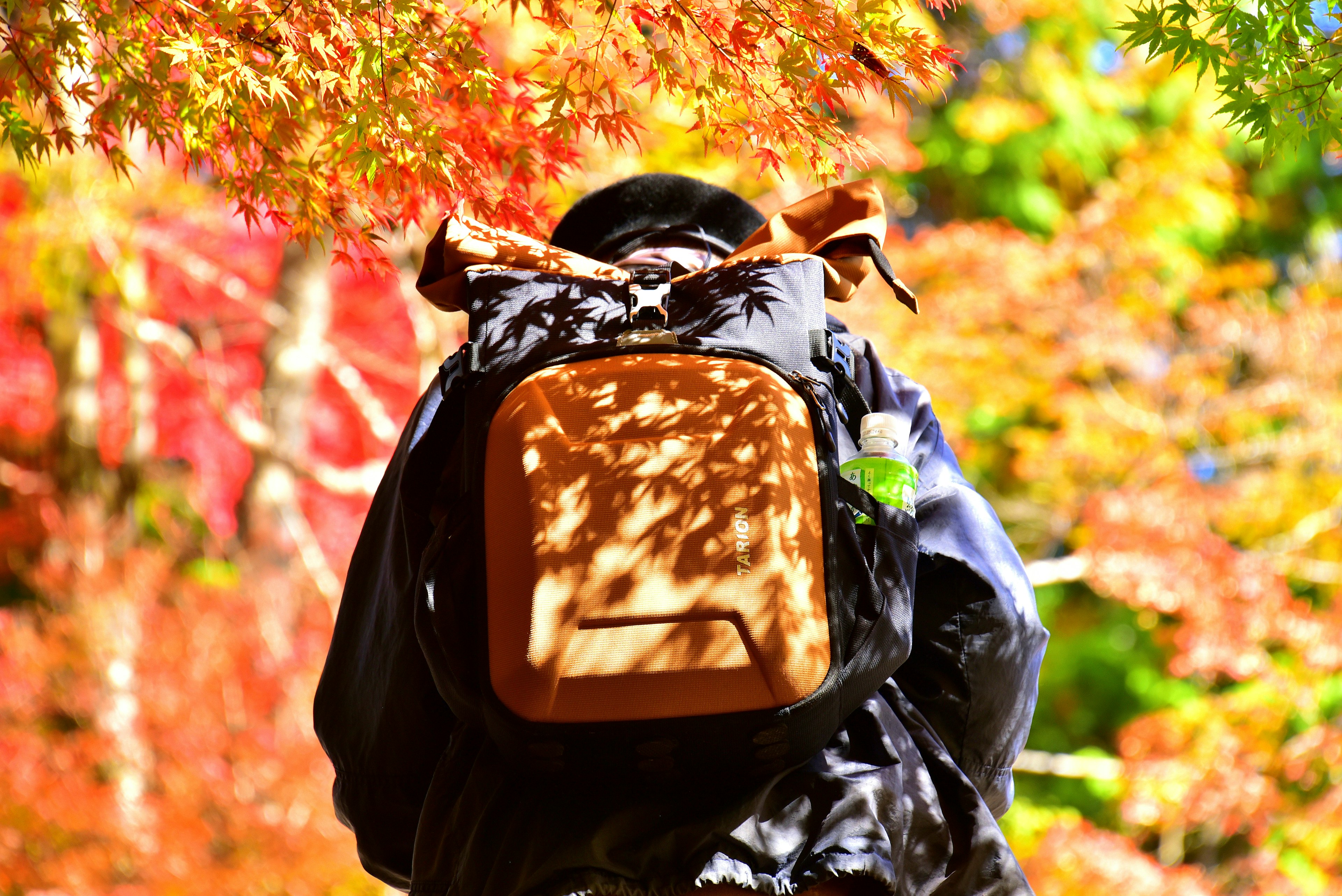 Personne avec un sac à dos marchant à travers le feuillage d'automne coloré