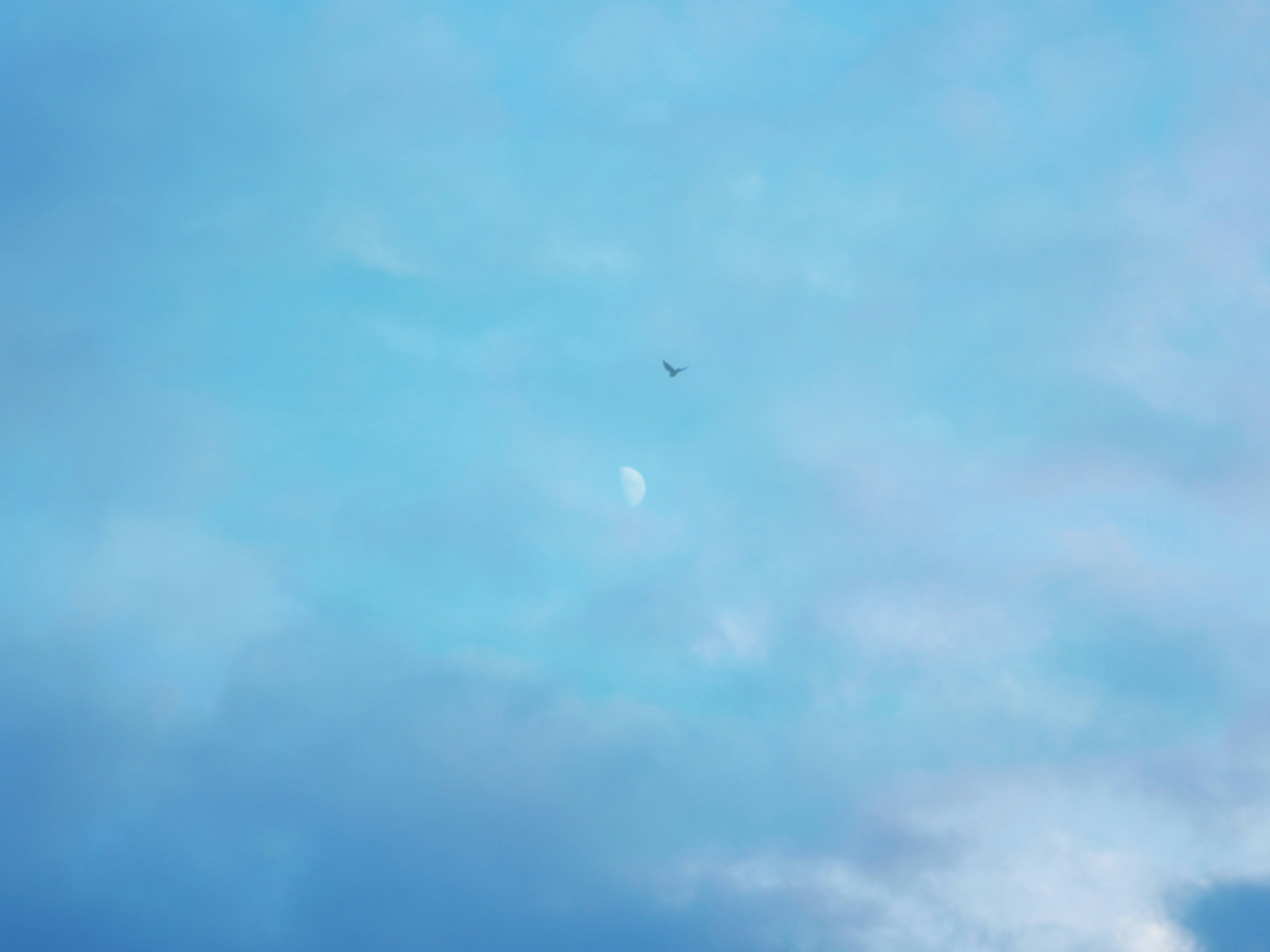 A silhouette of the moon and a small bird in the blue sky