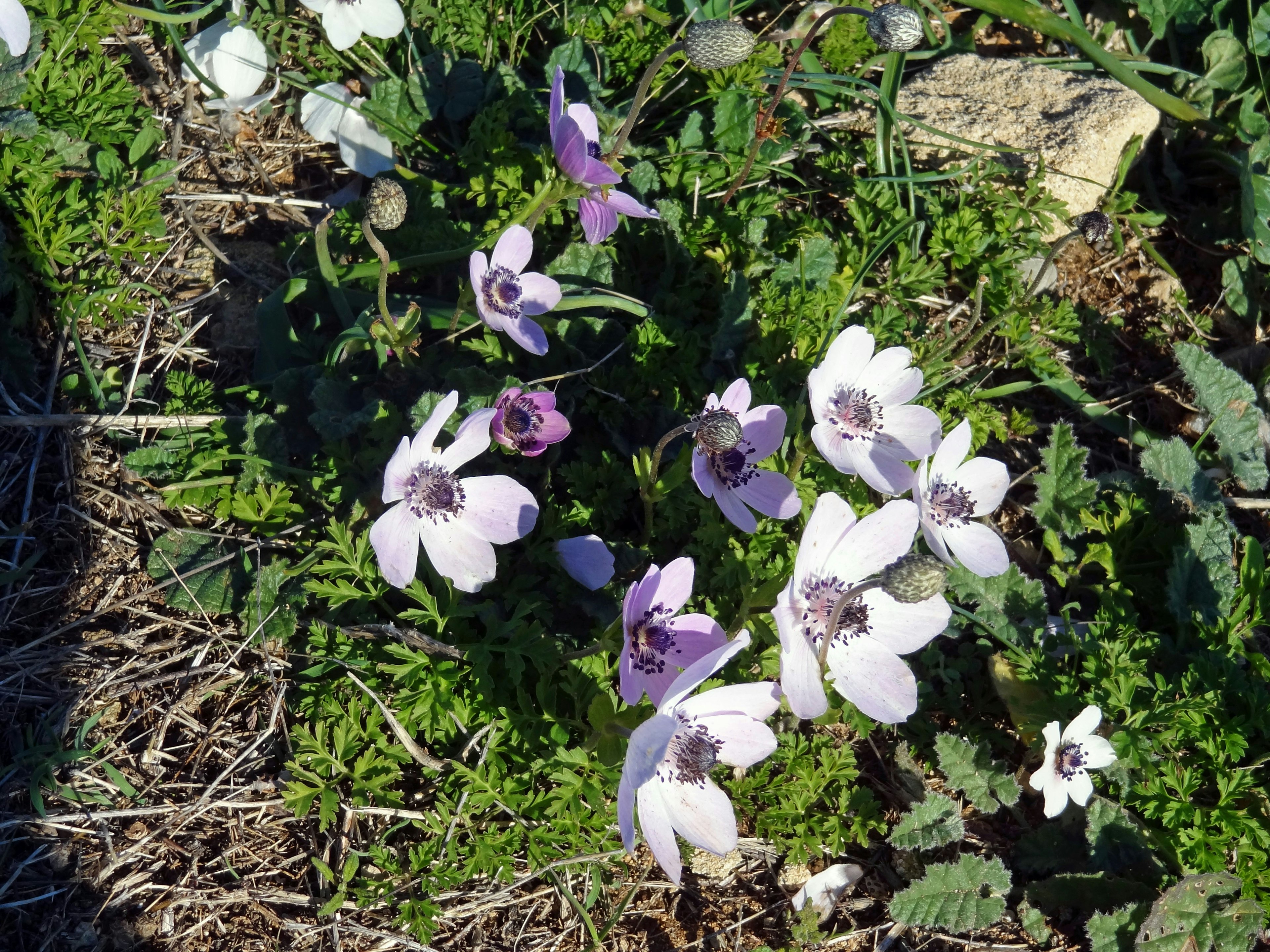 Flores moradas y blancas floreciendo en un área verde de hierba