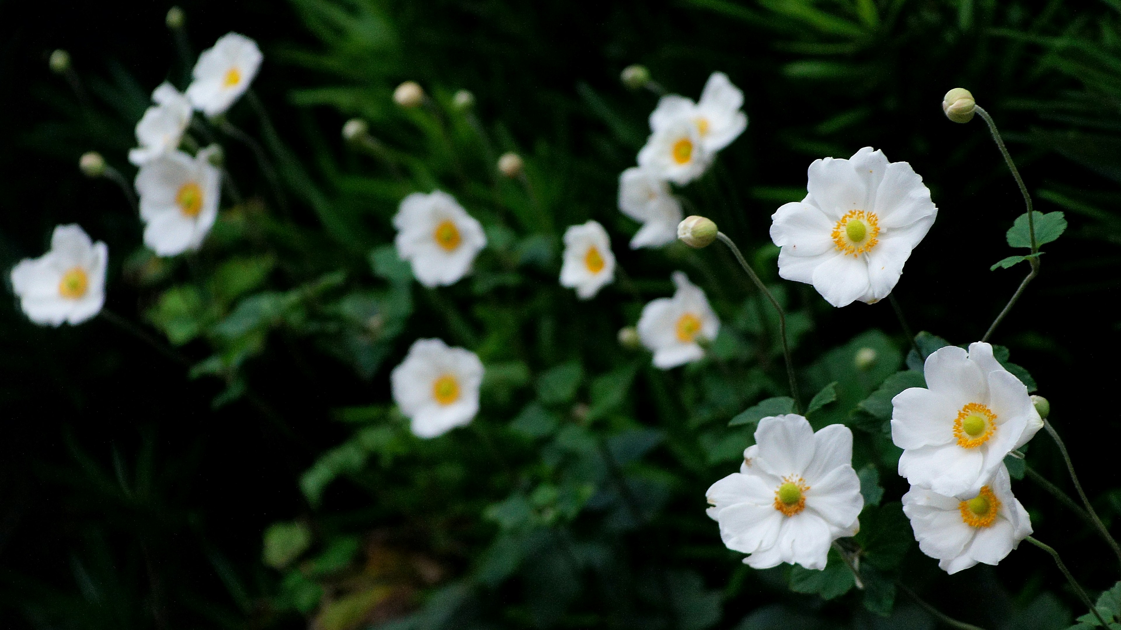 Mucchio di fiori bianchi con centri gialli circondati da fogliame verde