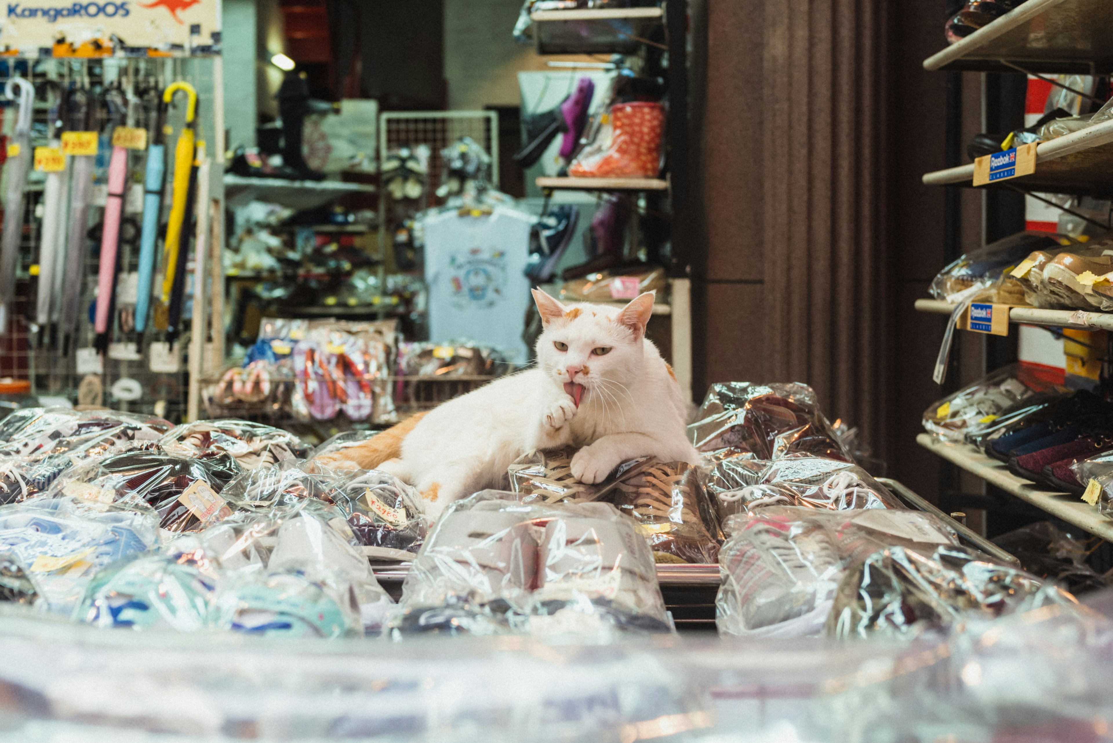 Eine Katze, die zwischen verschiedenen Produkten in einem Geschäft entspannt