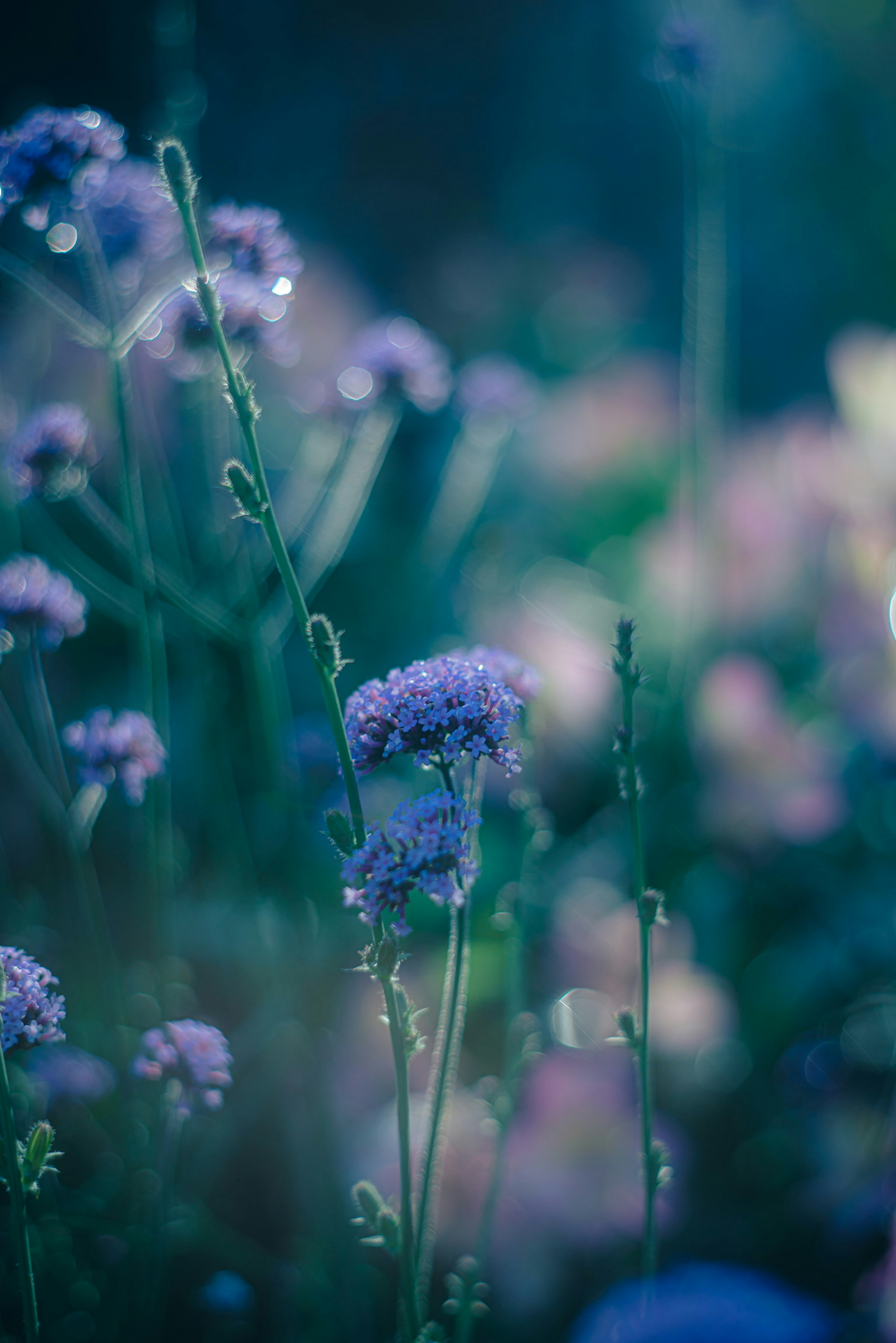 Gros plan de fleurs violettes sur un fond bleu