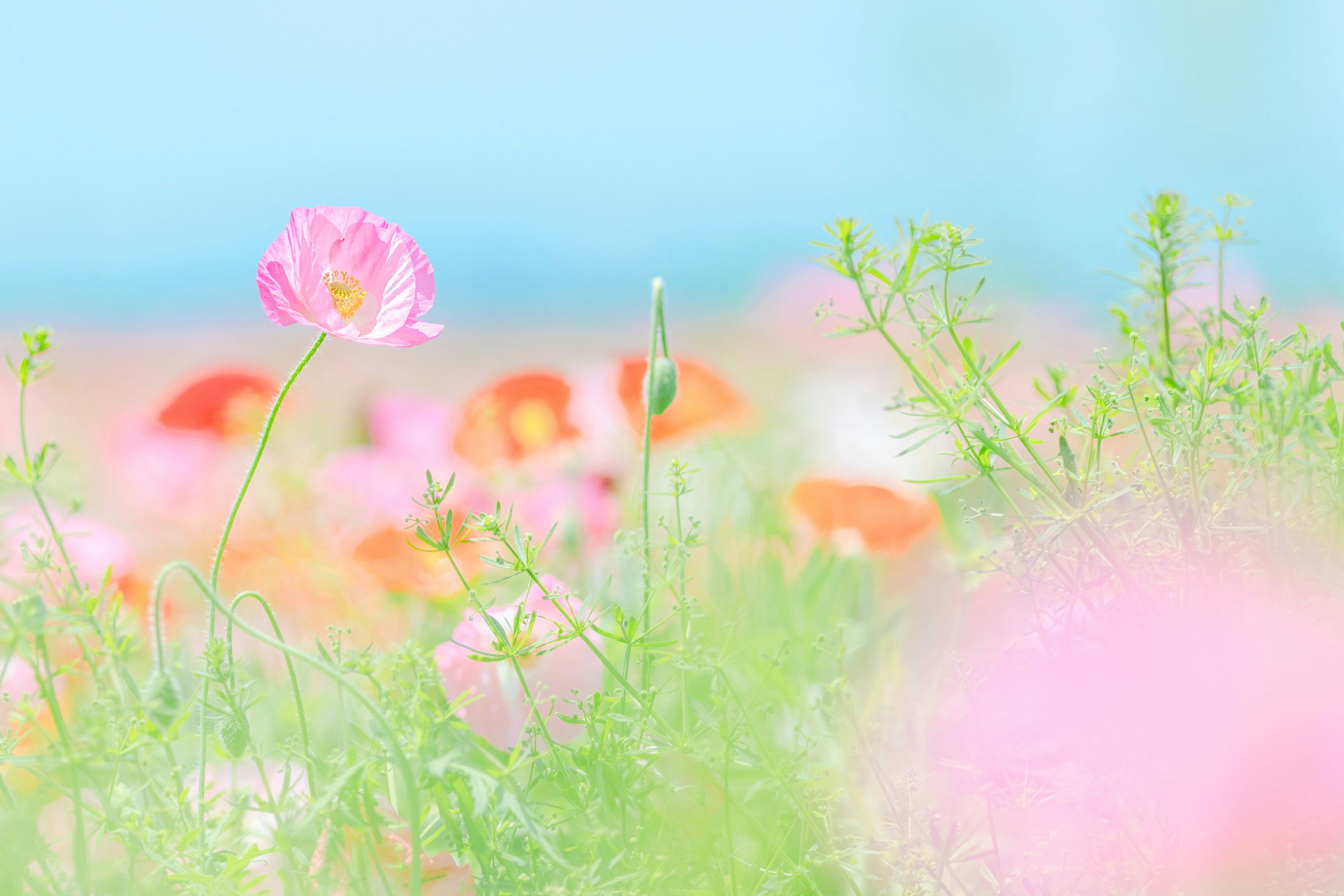 Un paysage aux couleurs douces rempli de fleurs en fleurs