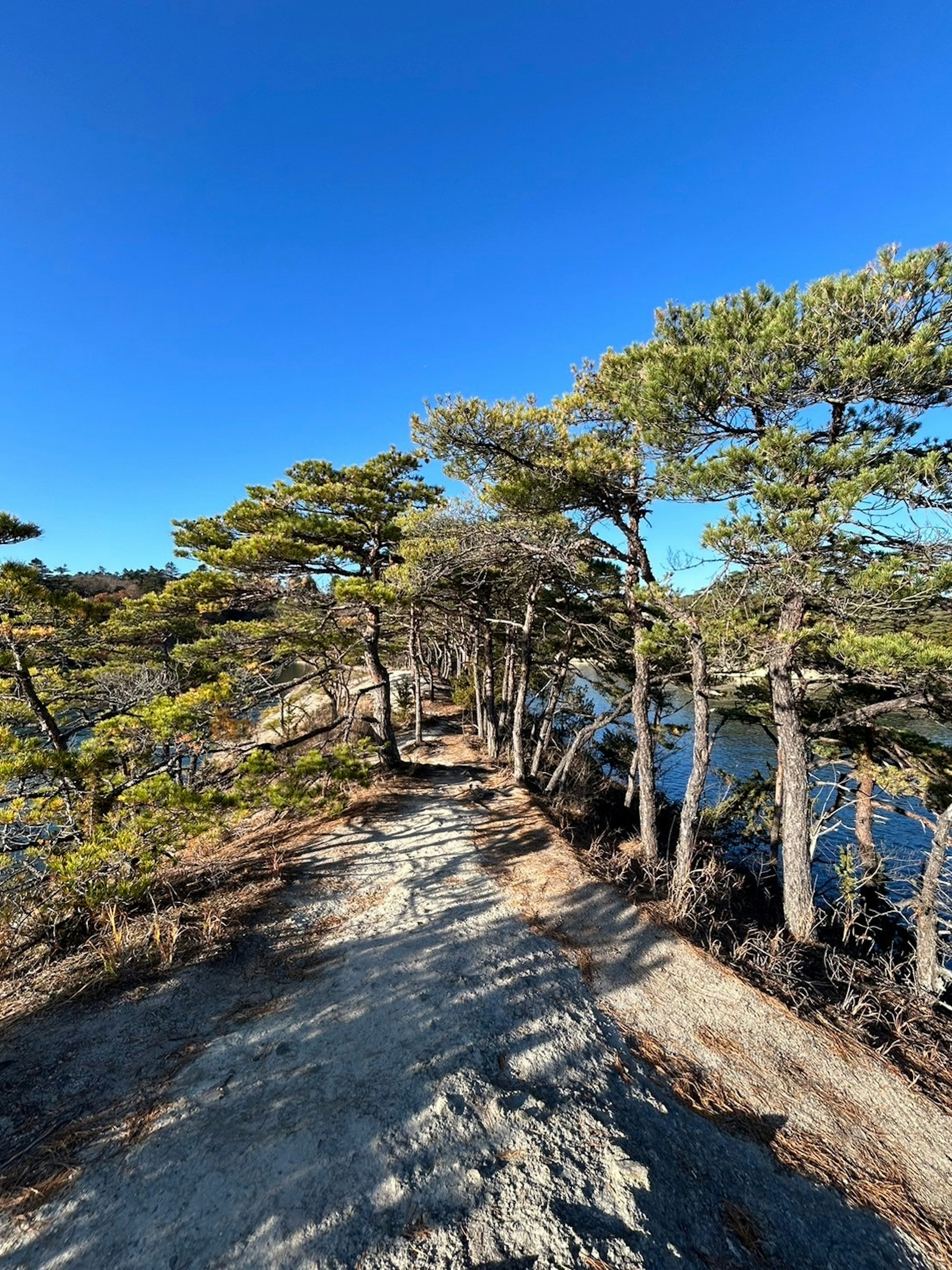 青空の下で川に沿った木々の道