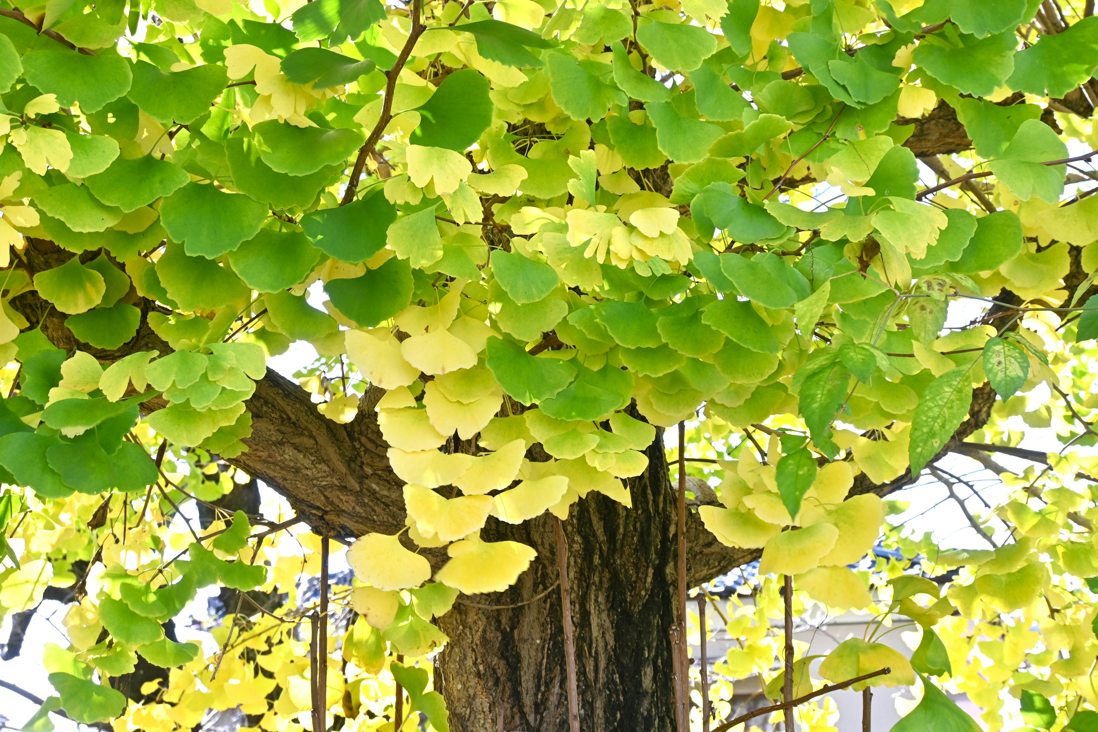 イチョウの木の葉が緑と黄色の美しい色合いで繁茂している