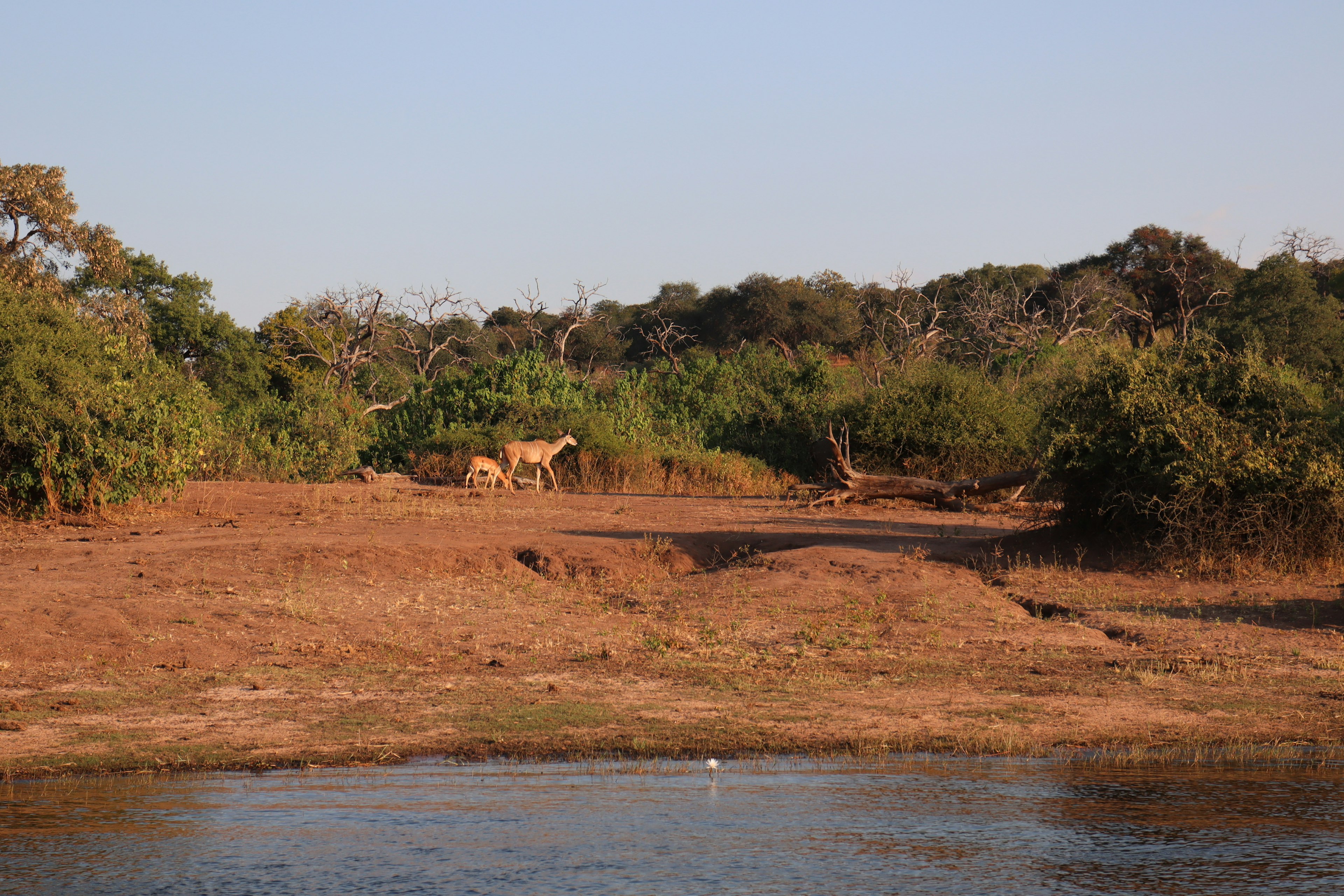 Dos leones caminando en la sabana con árboles verdes alrededor