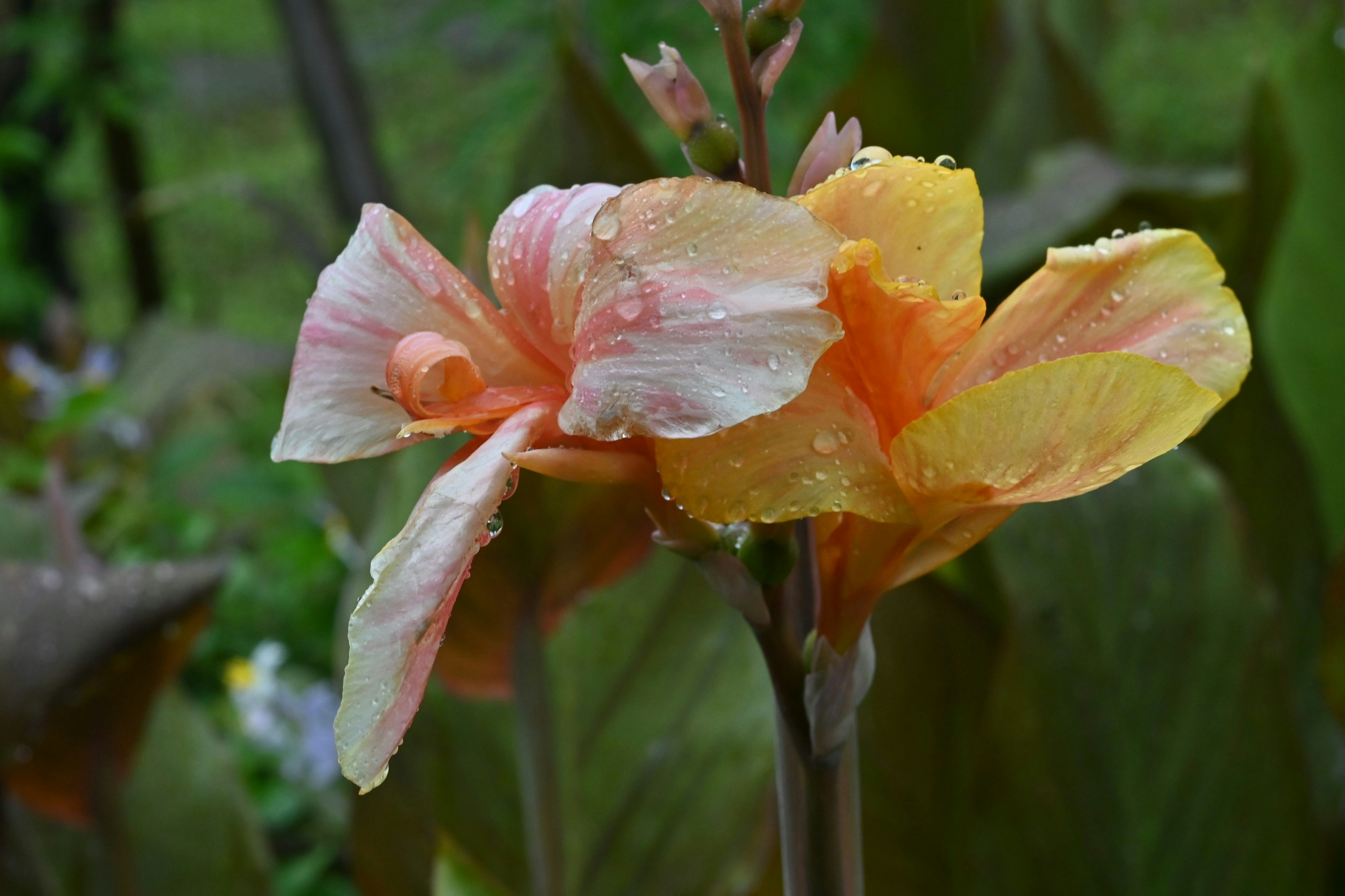 Nahaufnahme einer Blume mit sanften rosa und orangefarbenen Blütenblättern