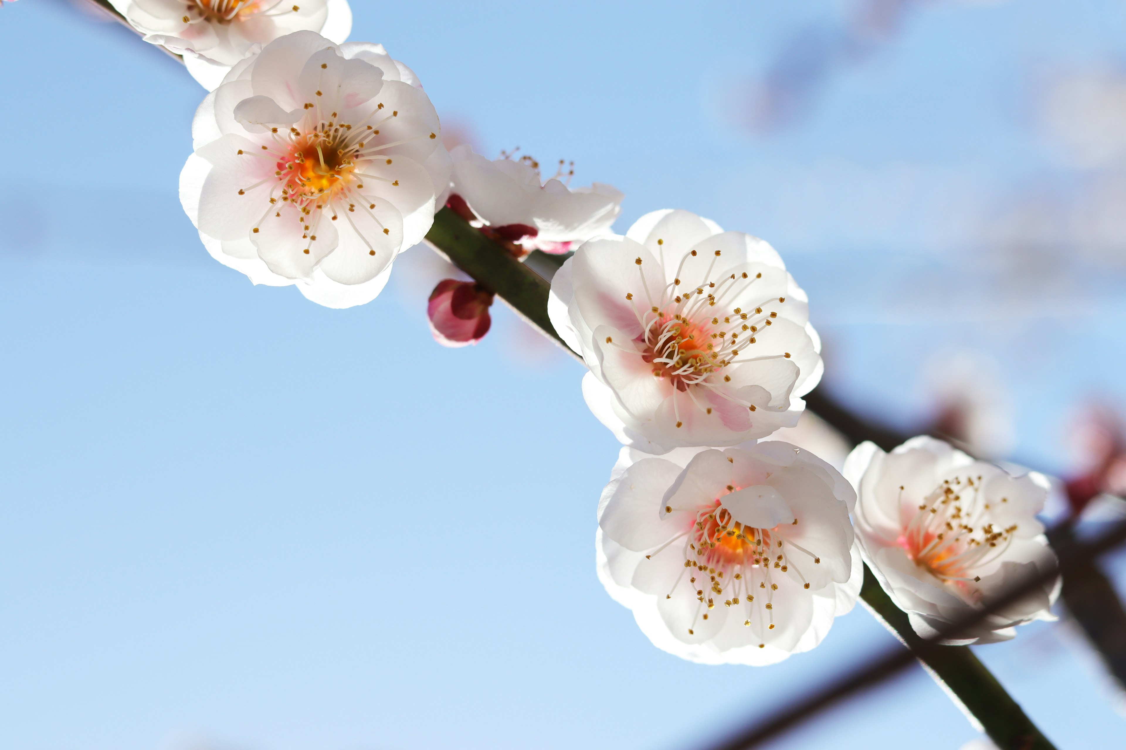 Nahaufnahme von weißen Pflaumenblüten vor blauem Himmel