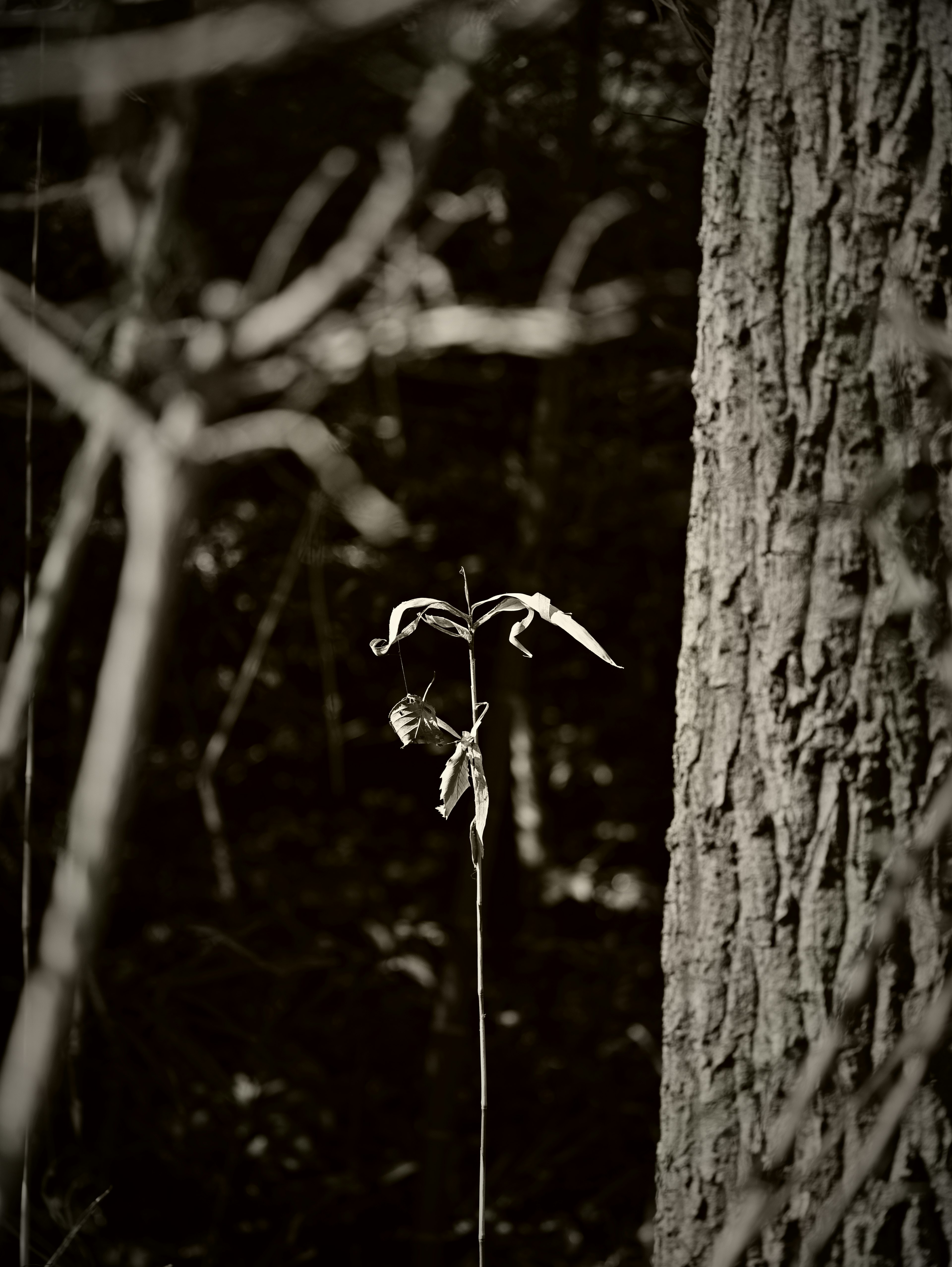 A slender plant stands against a tree trunk in black and white contrast