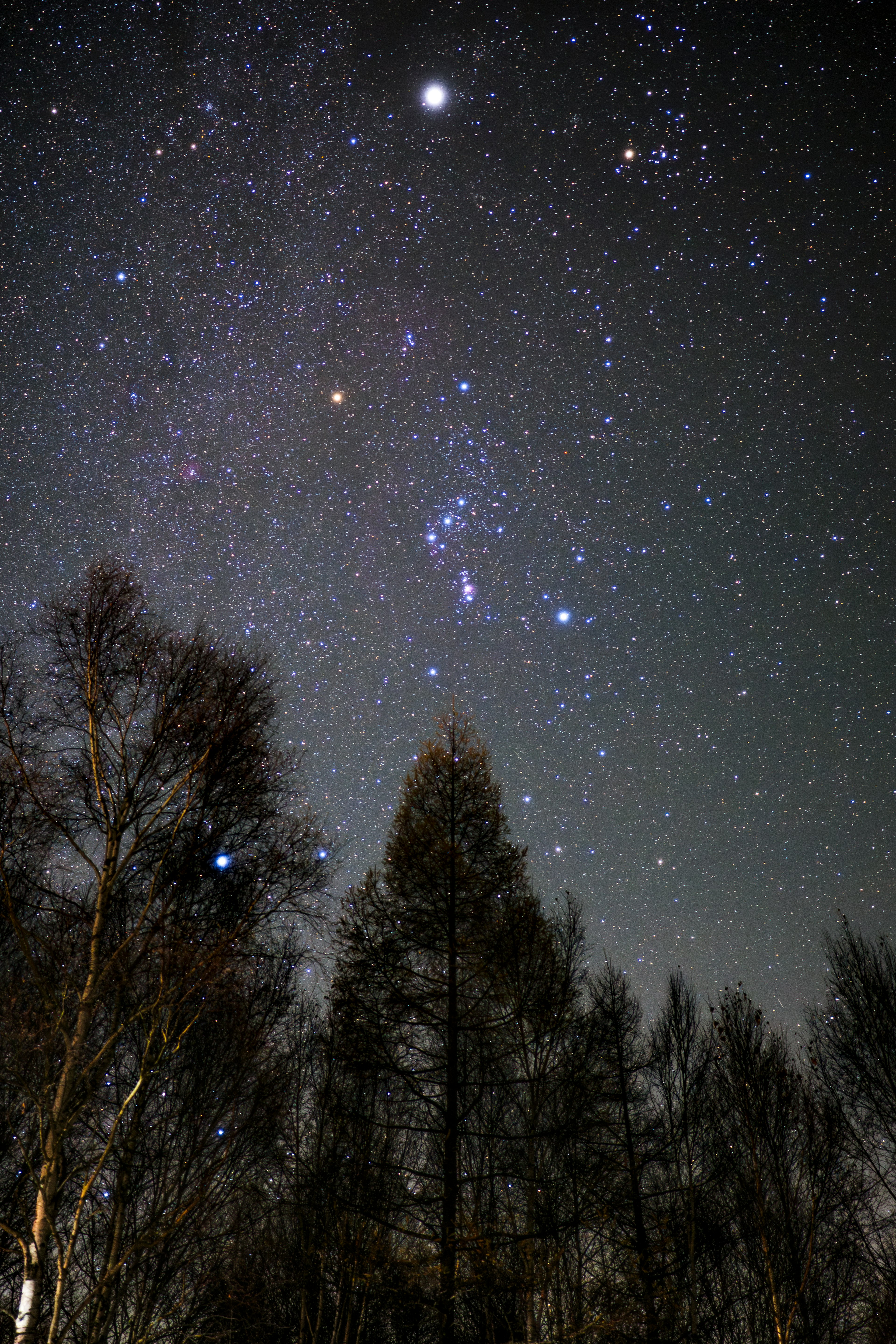 星空と木々が見える夜の風景