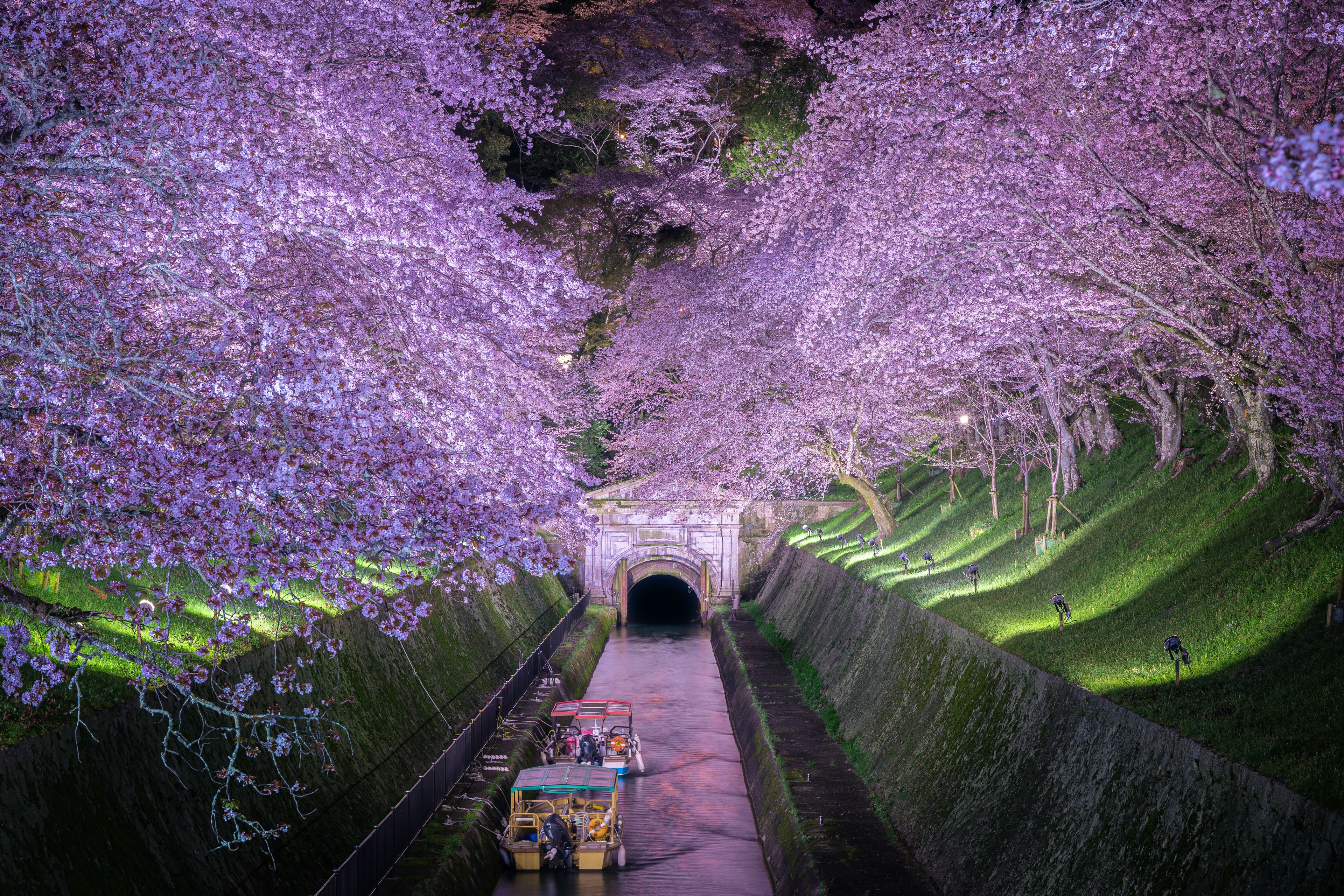 美丽的风景，樱花隧道和背景中的黑暗入口