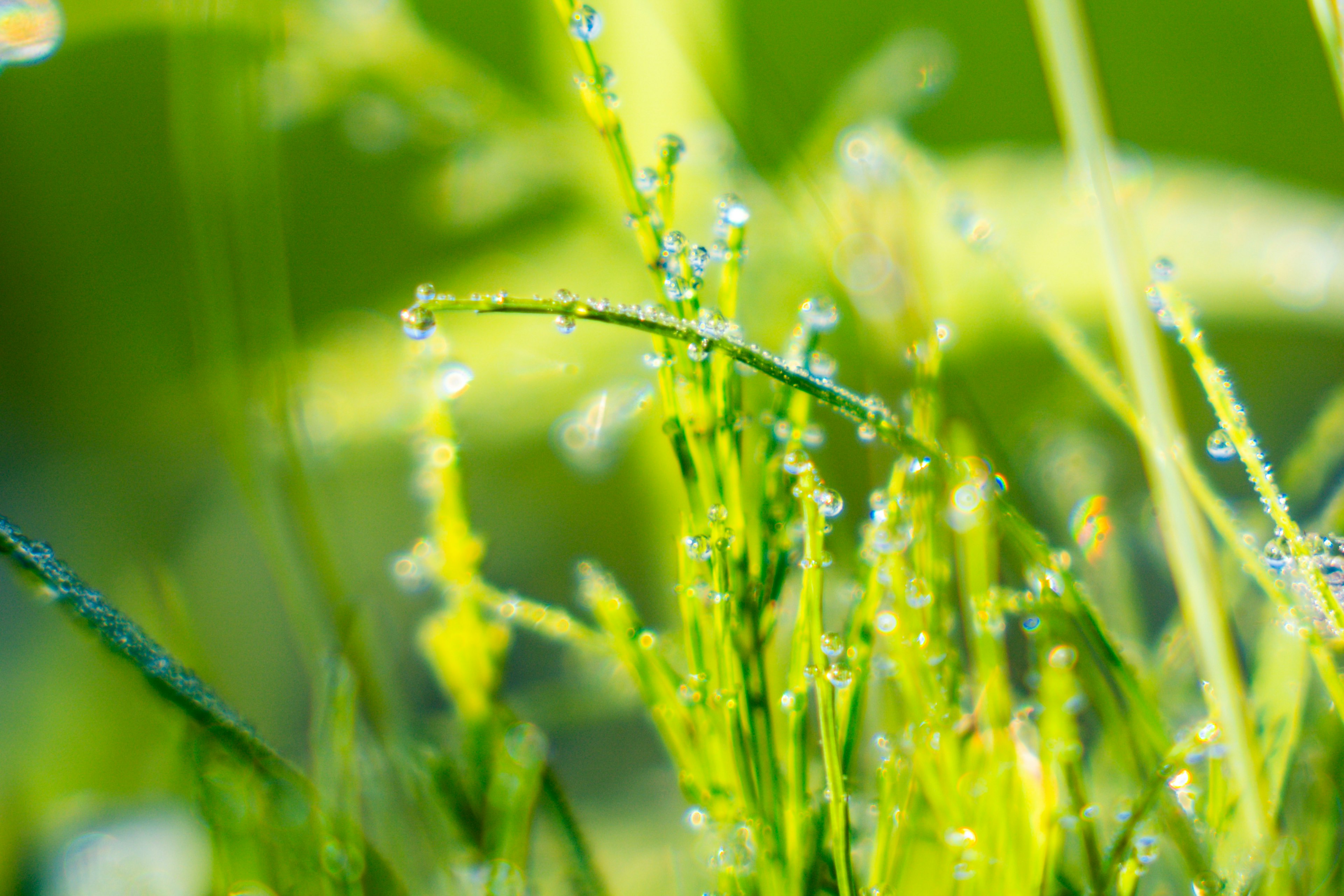 緑の背景に水滴が付いた草のクローズアップ