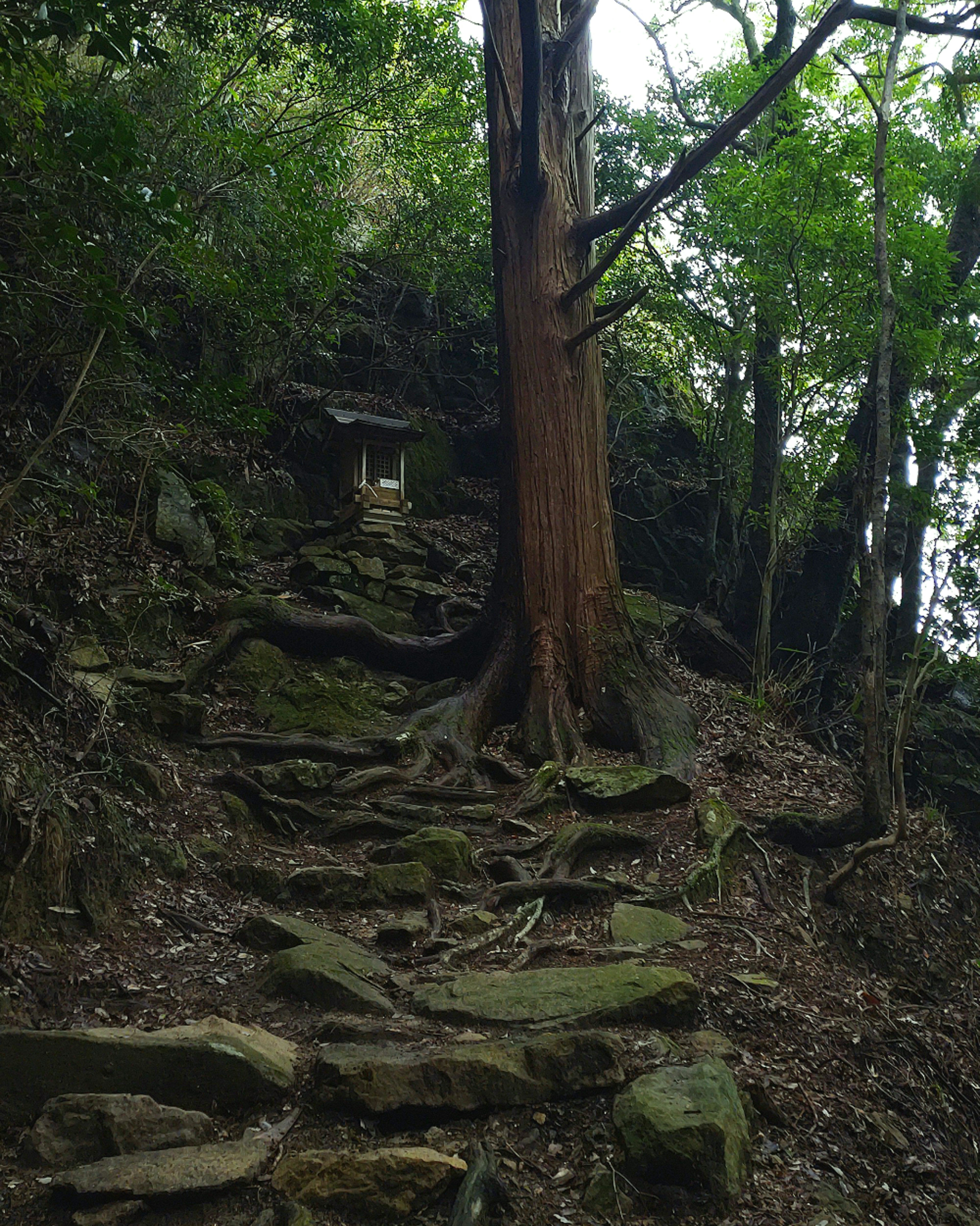 Tangga batu dikelilingi pepohonan di lereng bukit