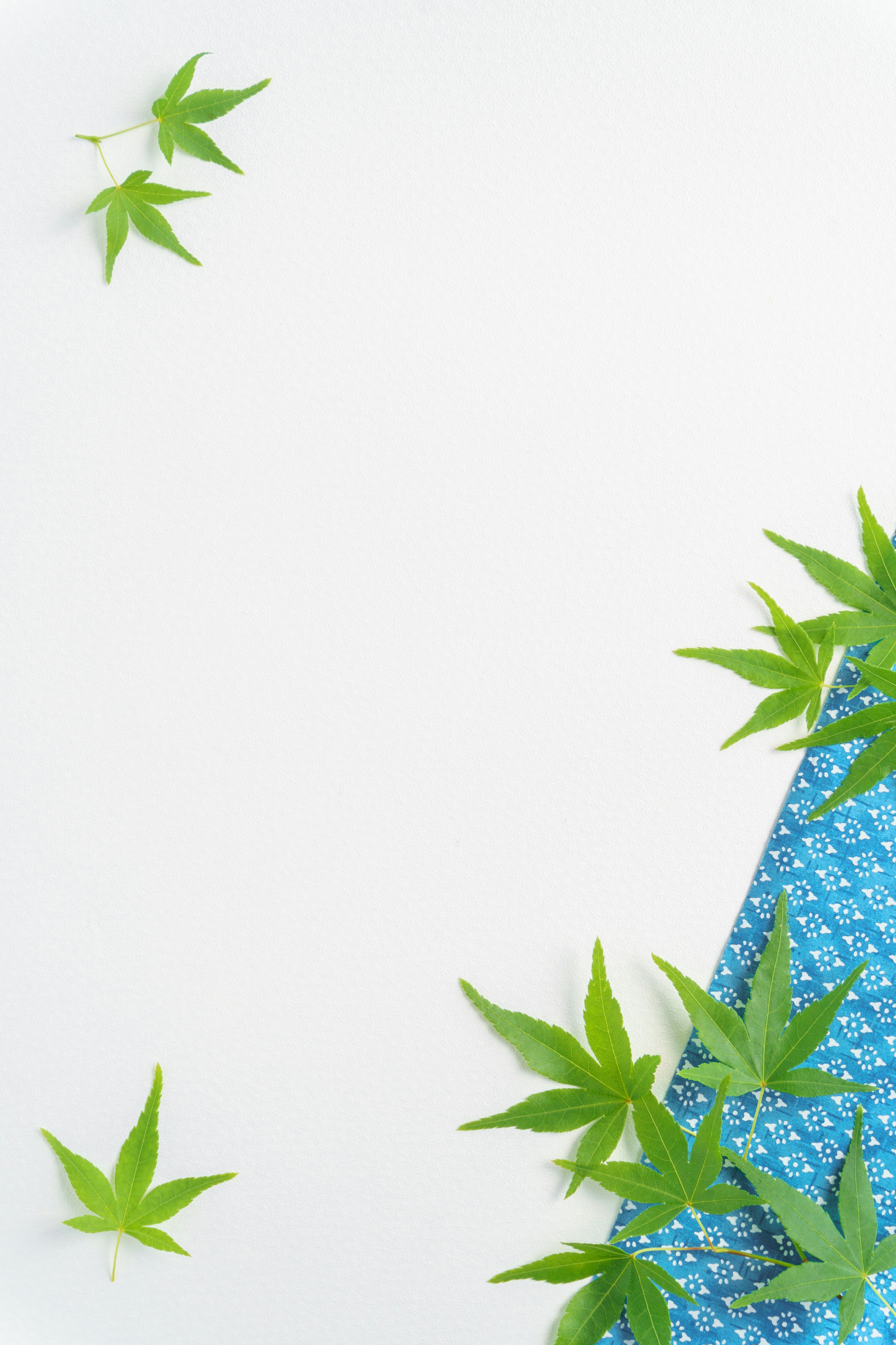 Simple background with green leaves and blue fabric