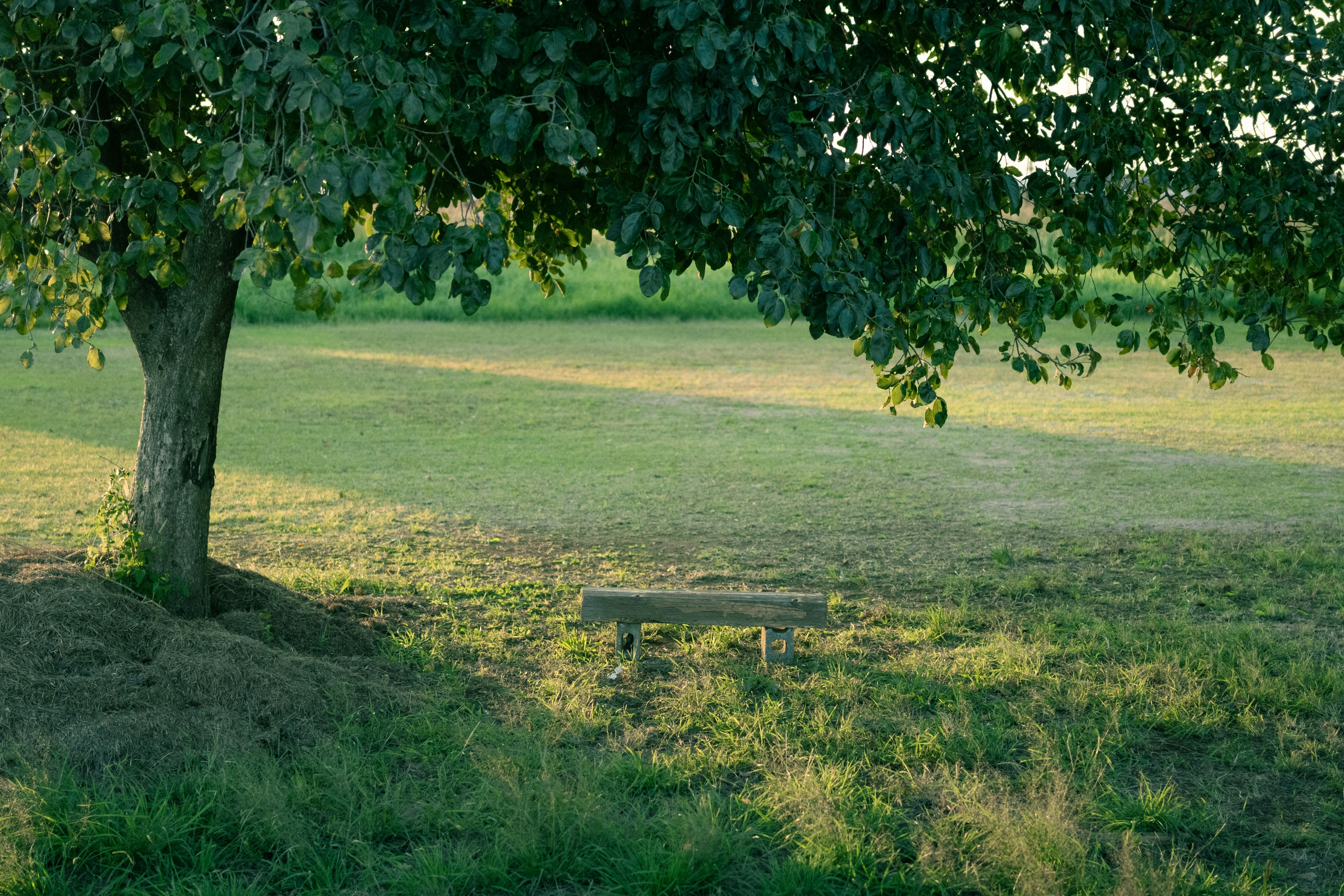 公園場景，綠草和樹蔭下的長椅