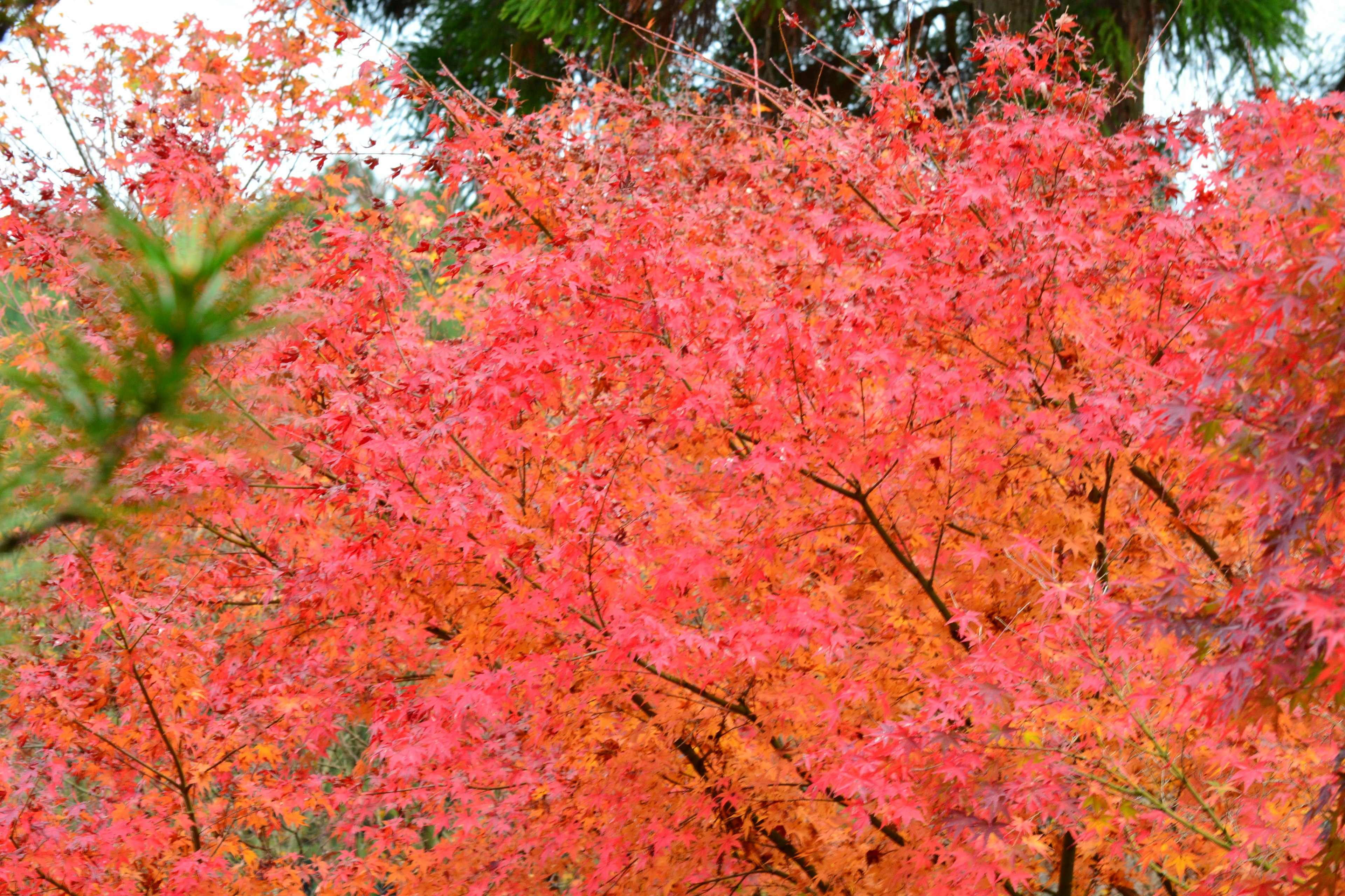 鮮やかな紅葉の木々が広がる風景