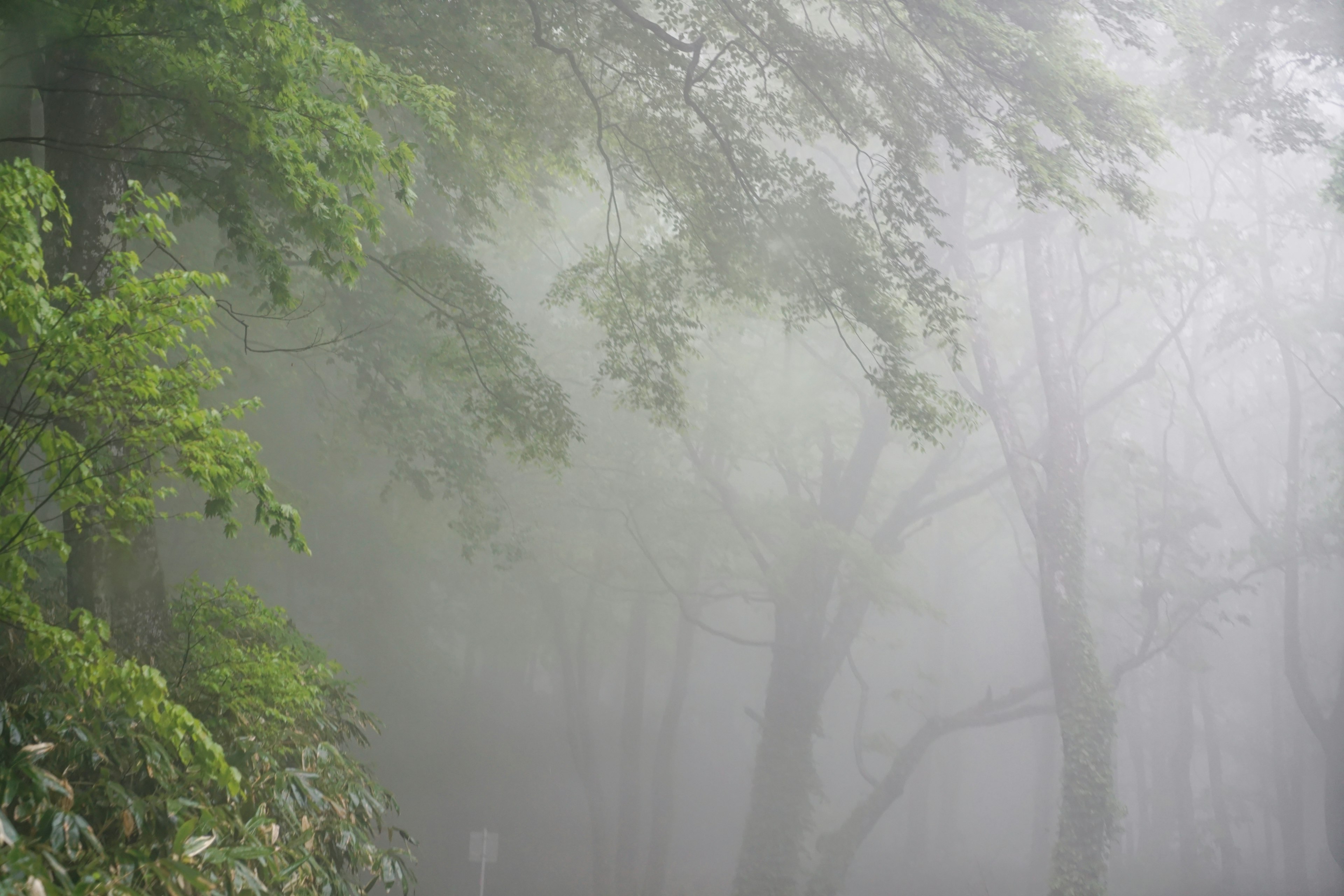 Escena de bosque nublado con hojas verdes y árboles que emergen de la fina niebla