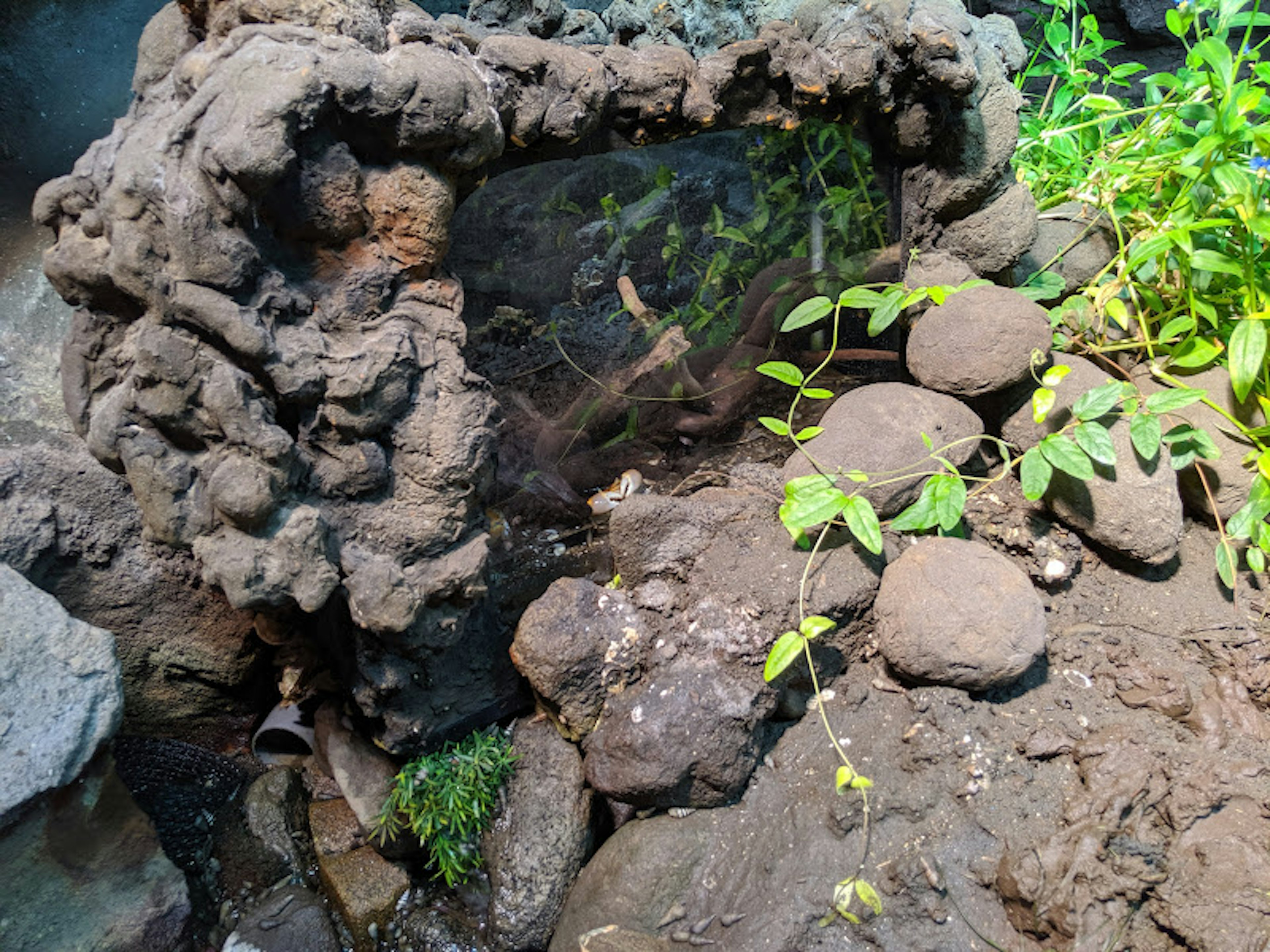 Pemandangan alam dengan batu dan tanaman yang saling terkait