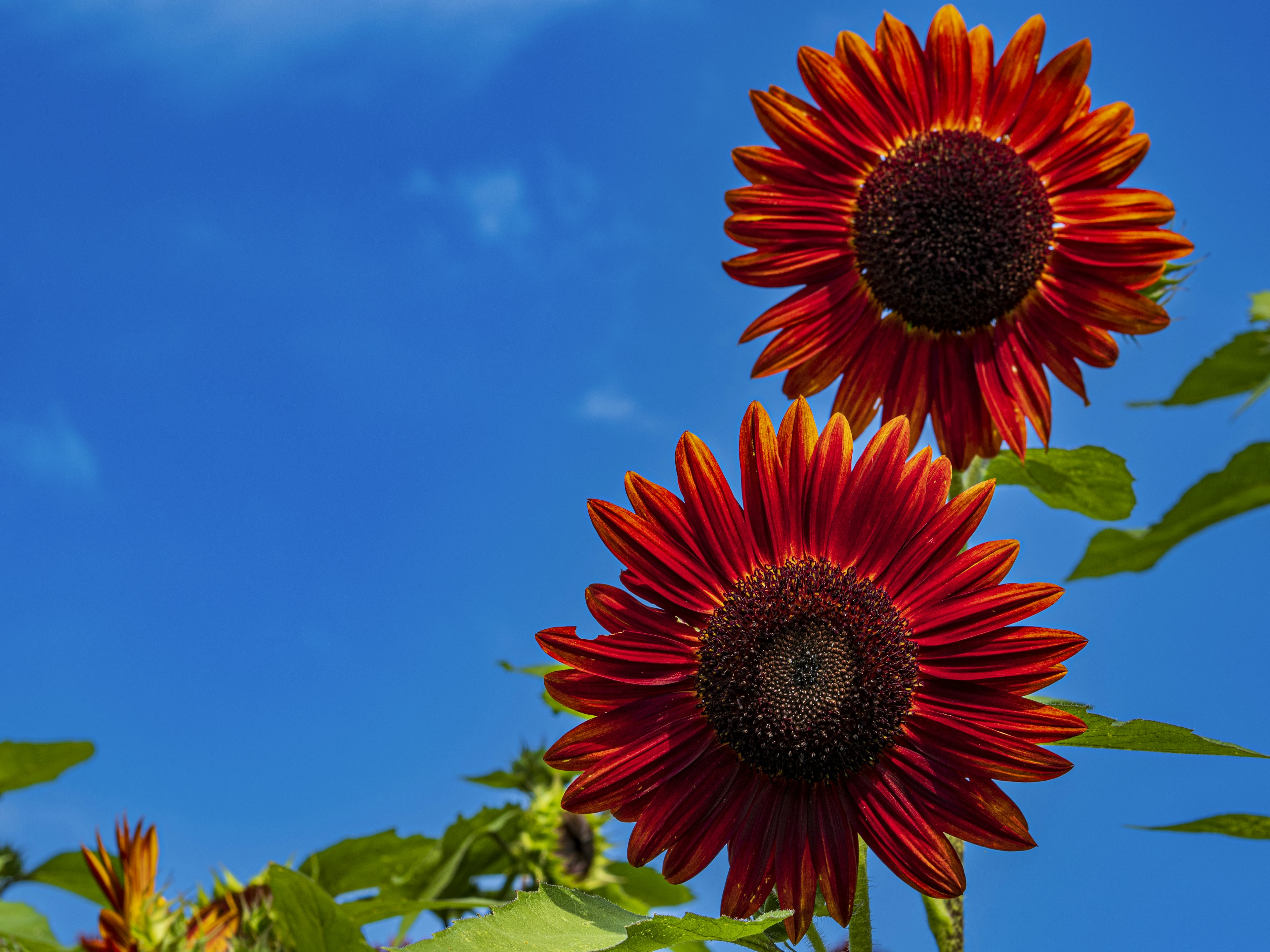 Vibrant red sunflowers blooming under a blue sky