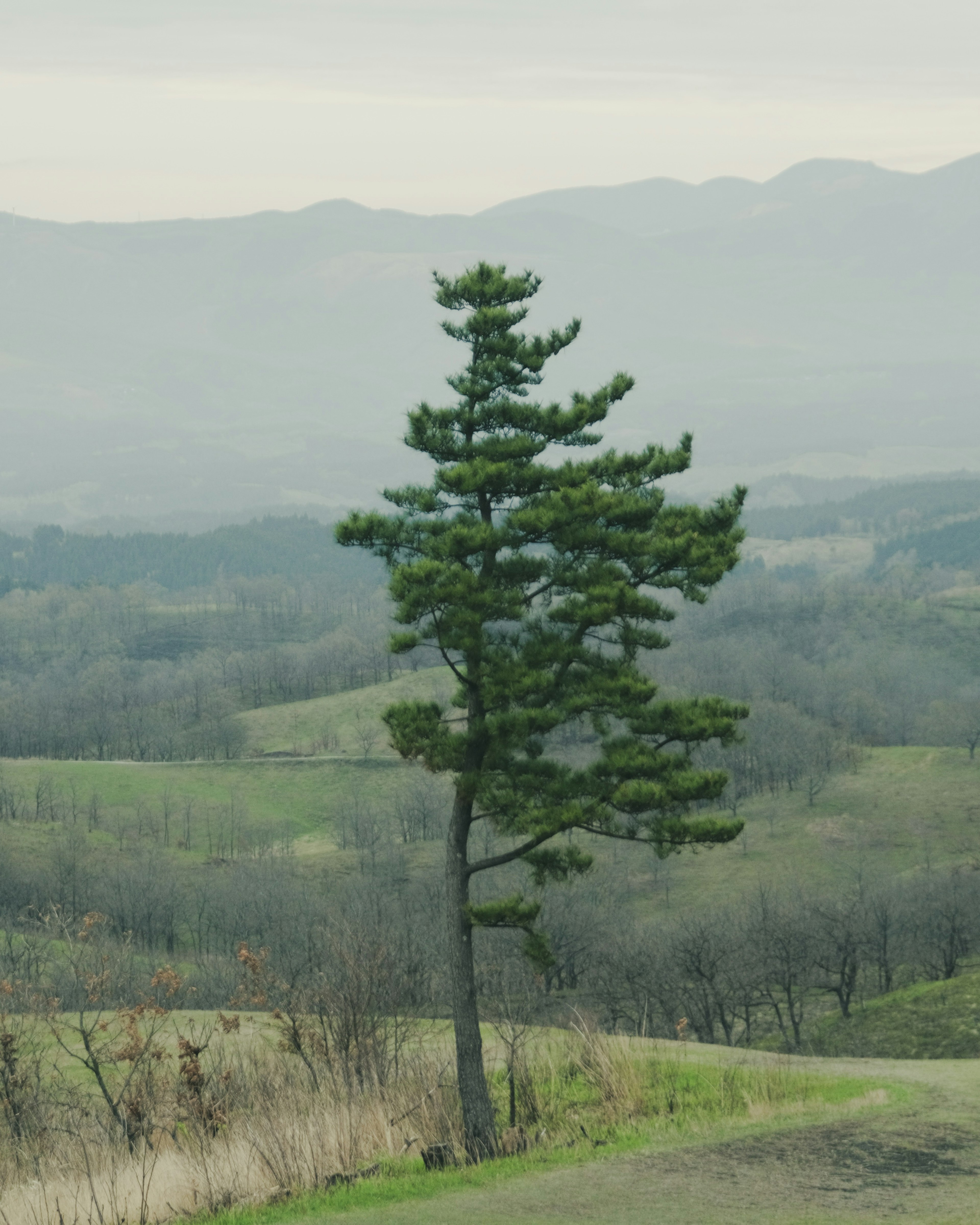 Un arbre vert se tenant sur une colline avec des paysages vallonnés en arrière-plan