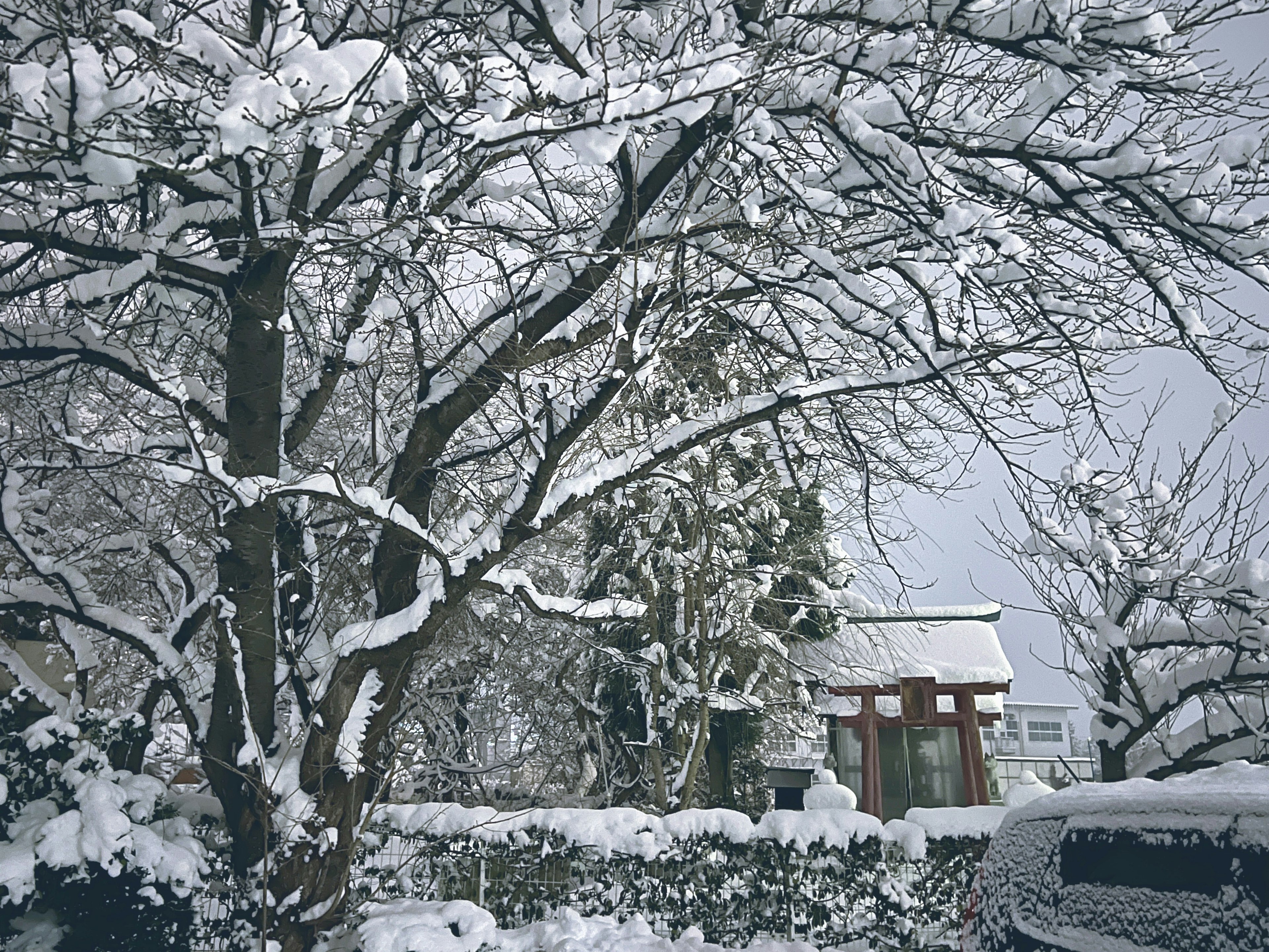 Schneebedeckte Bäume und ein Haus in winterlicher Landschaft