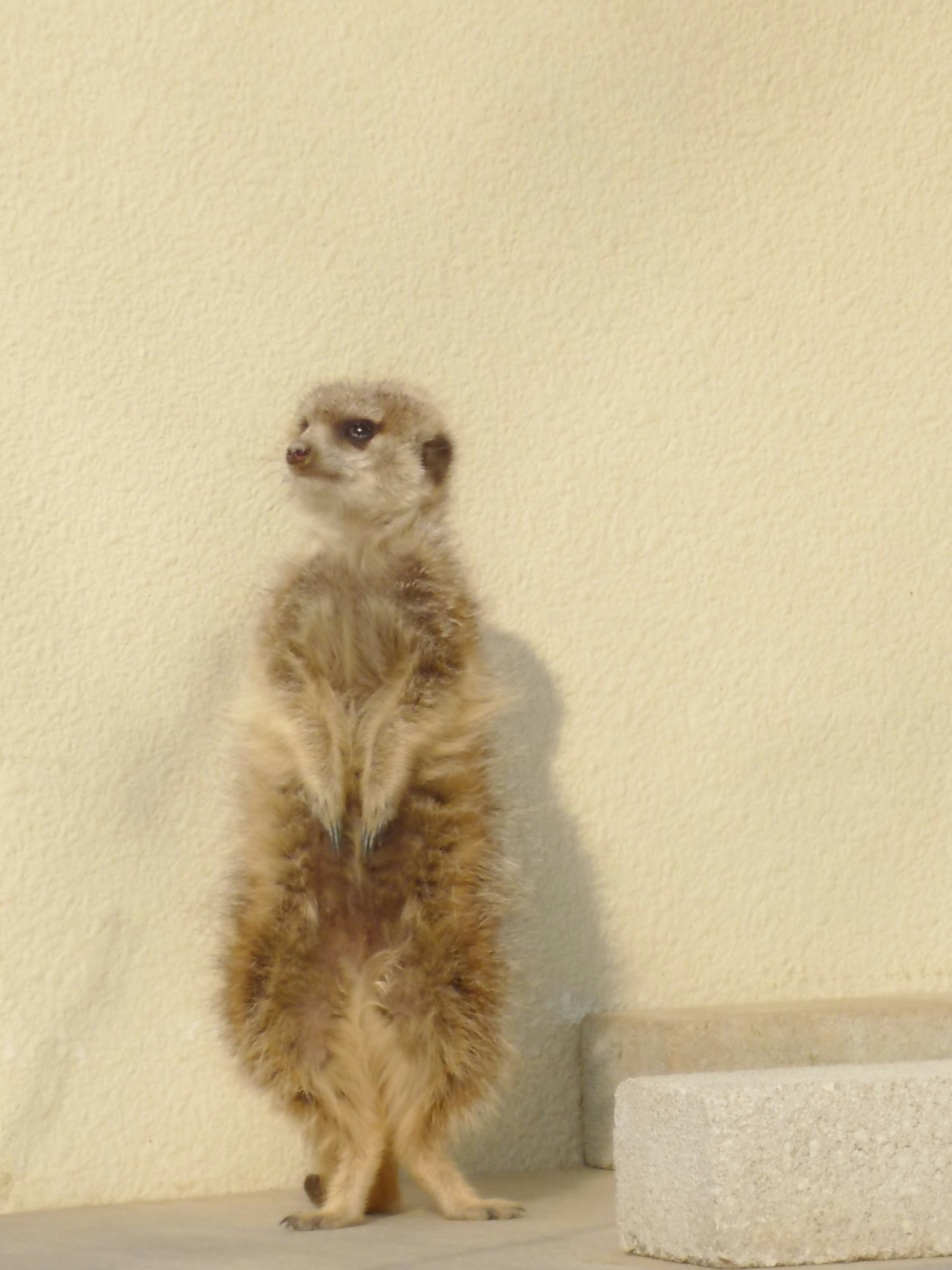 A meerkat standing upright against a pale background