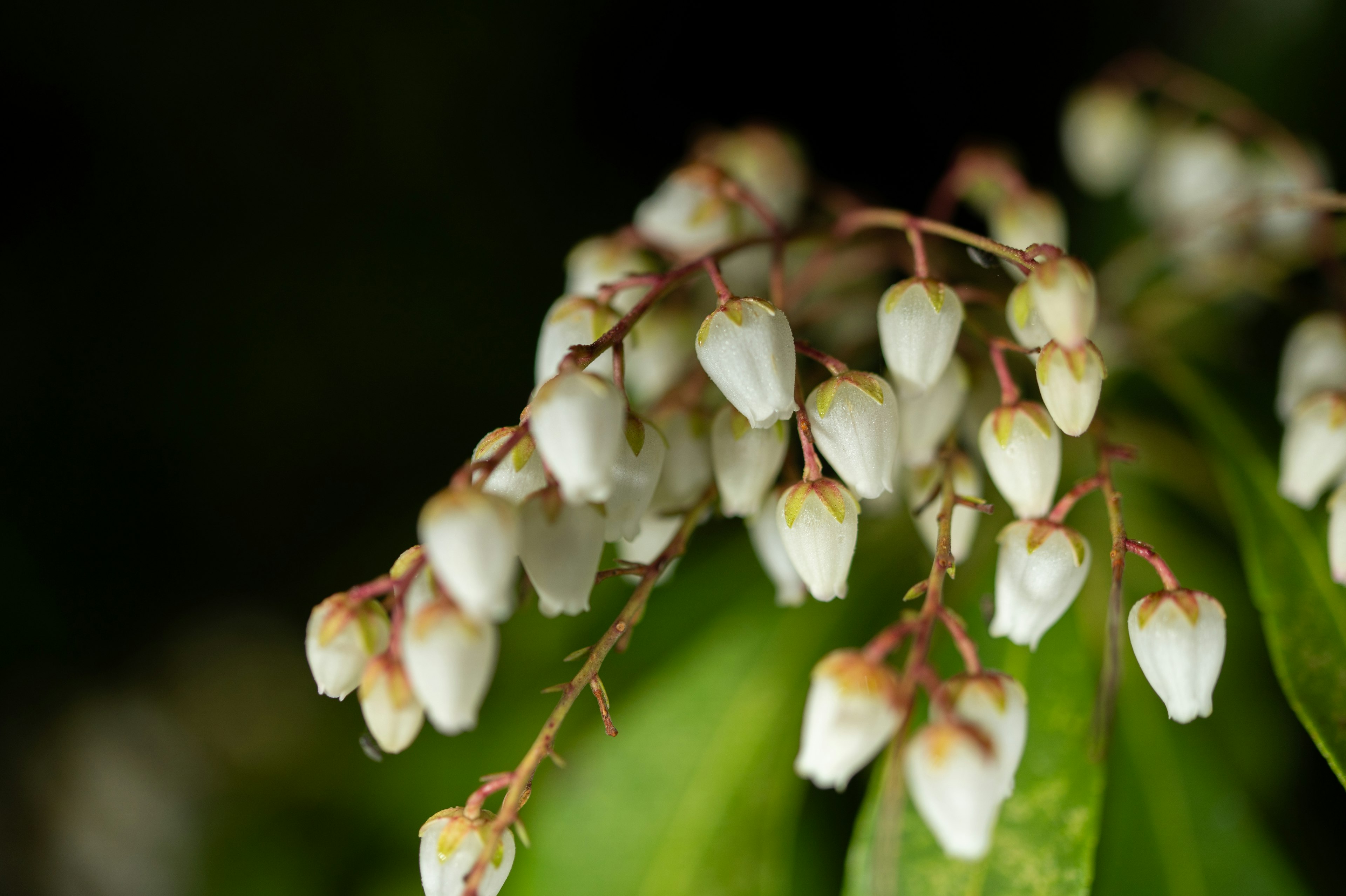 Nahaufnahme einer Pflanze mit Trauben kleiner weißer Blumen