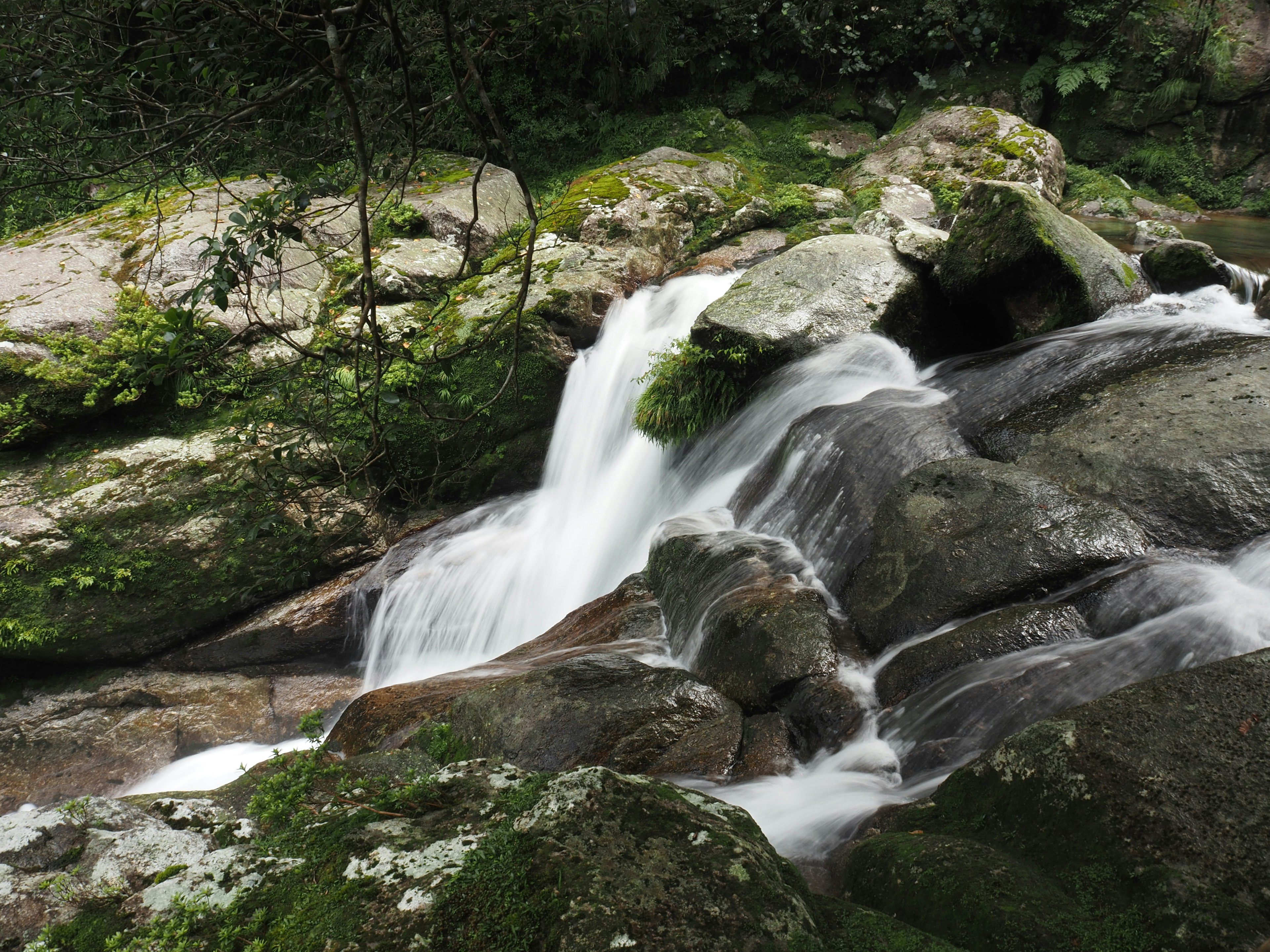 Vue scénique d'un ruisseau clair coulant entre des rochers couverts de mousse