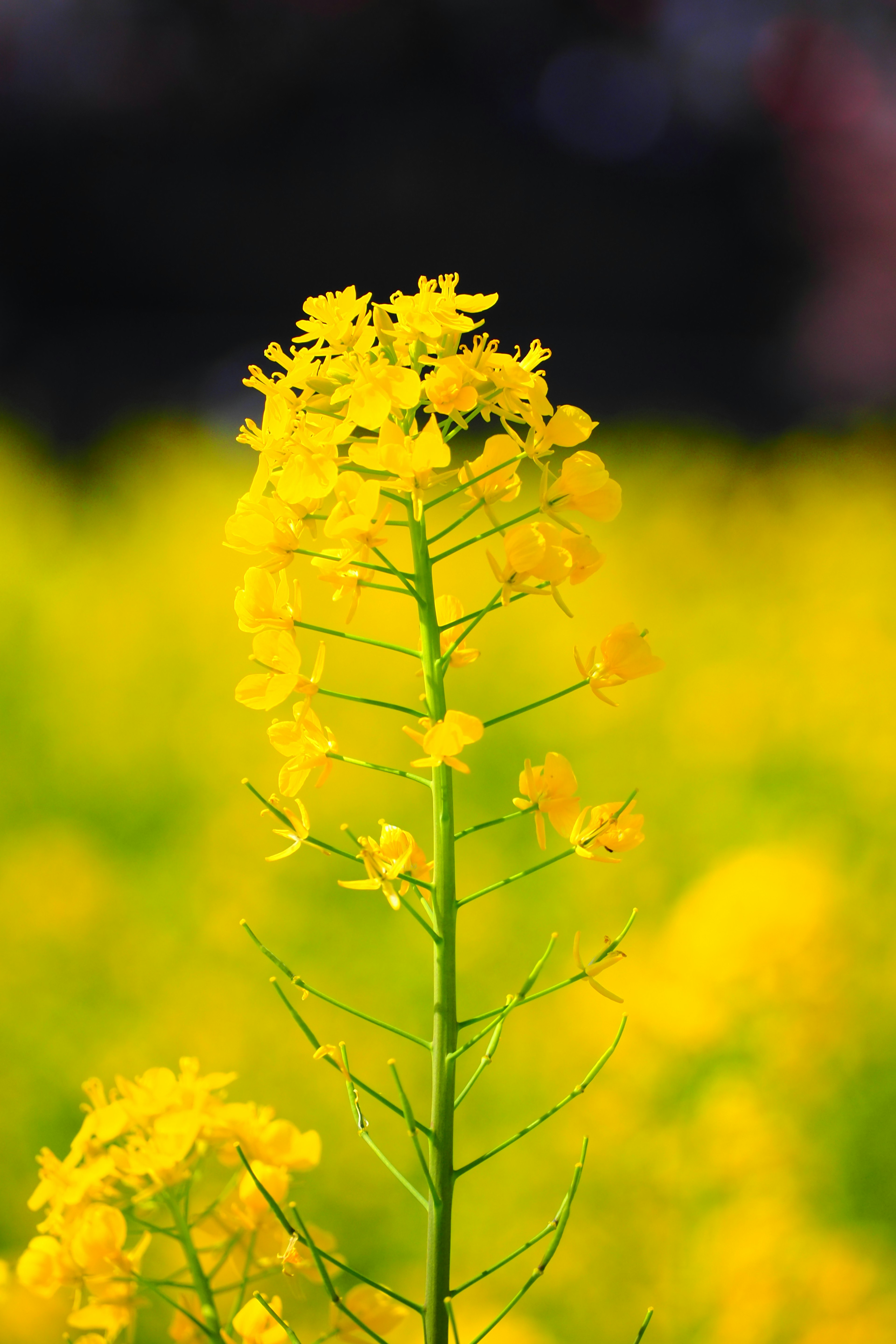 ภาพใกล้ของพืชที่มีดอกไม้สีเหลืองสดใสพื้นหลังเบลอของทุ่งดอกไม้สีเหลือง