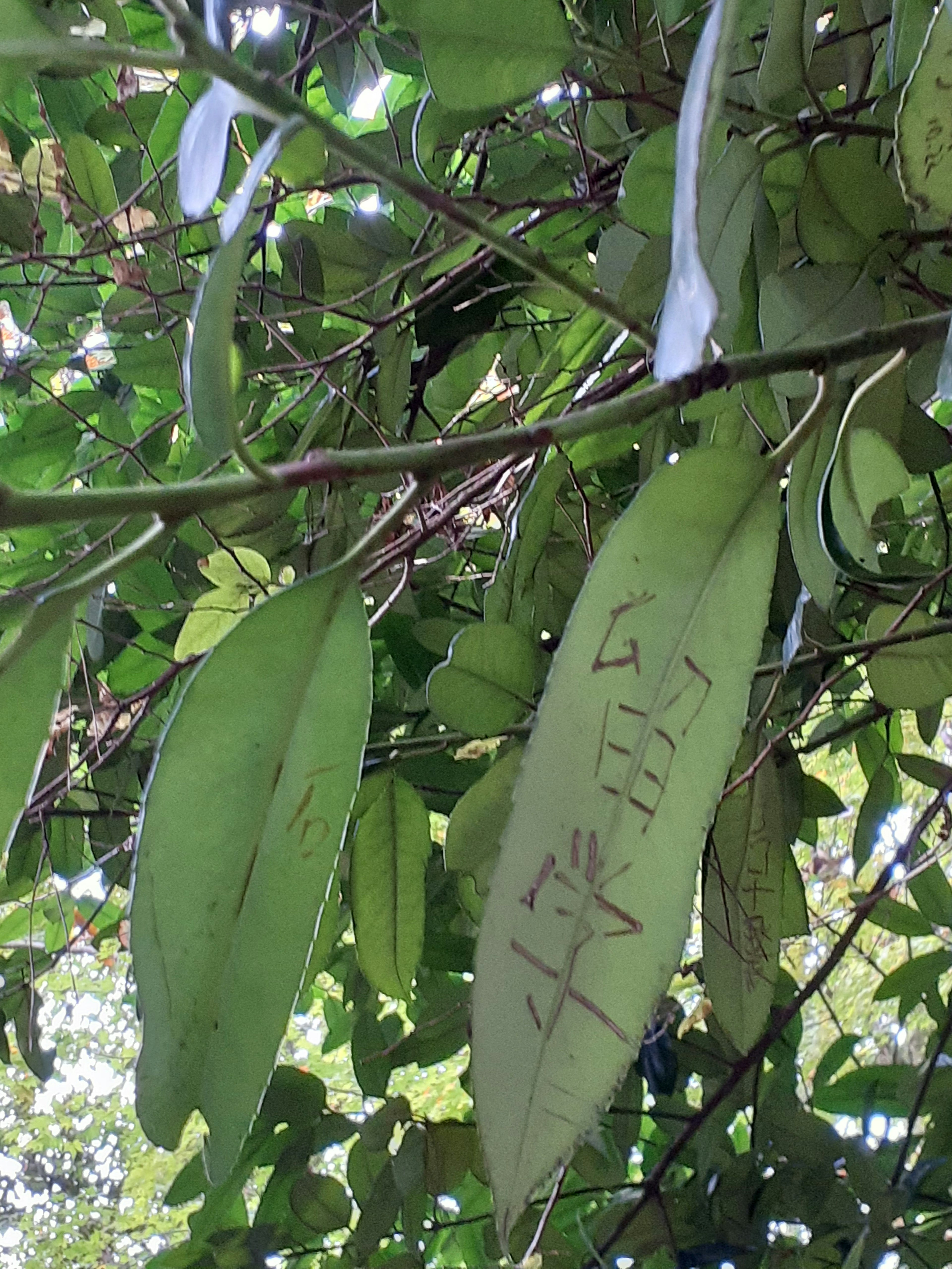 Image of leaves with carved text and a green background