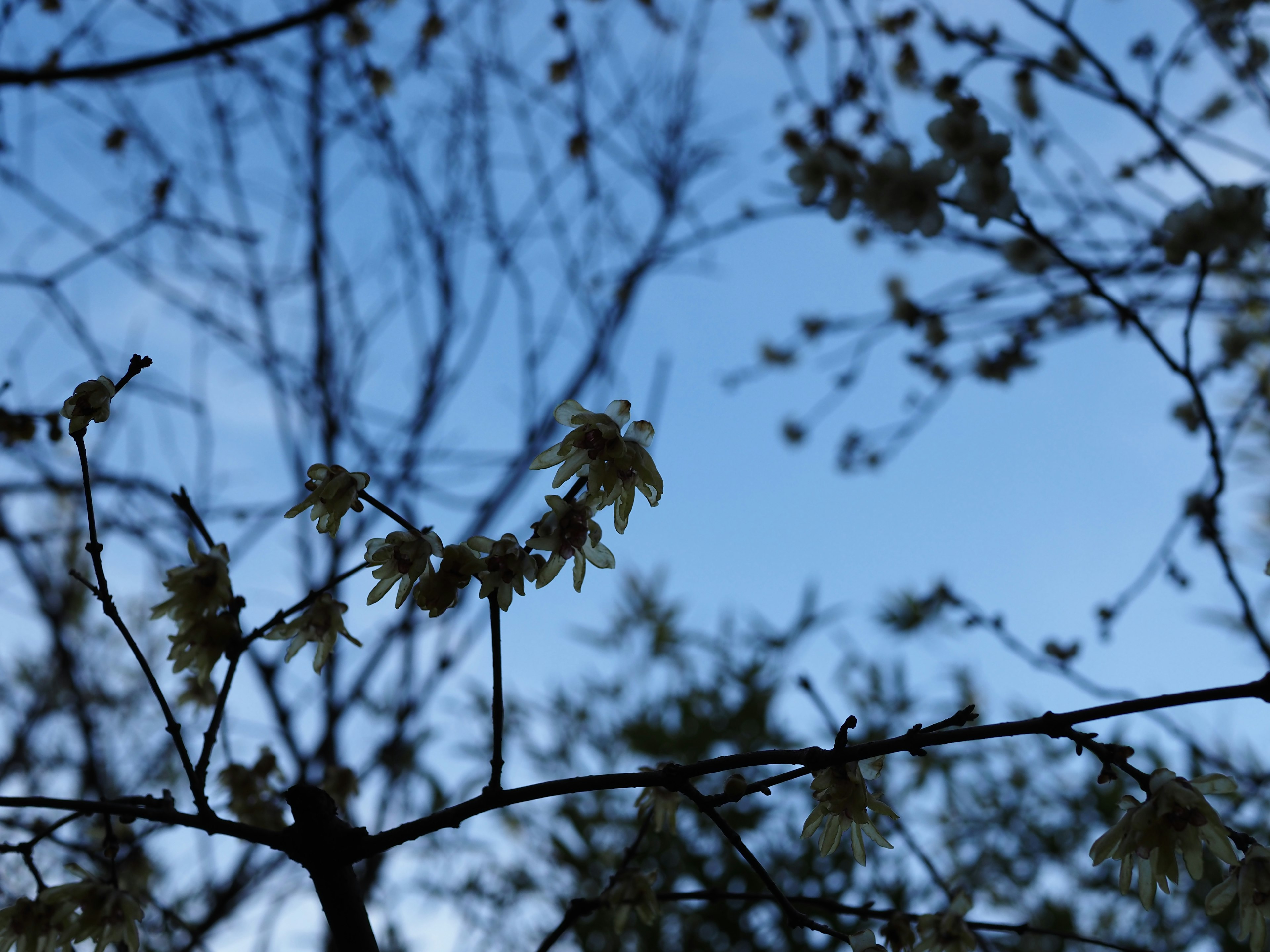 青空を背景にした木の枝と花