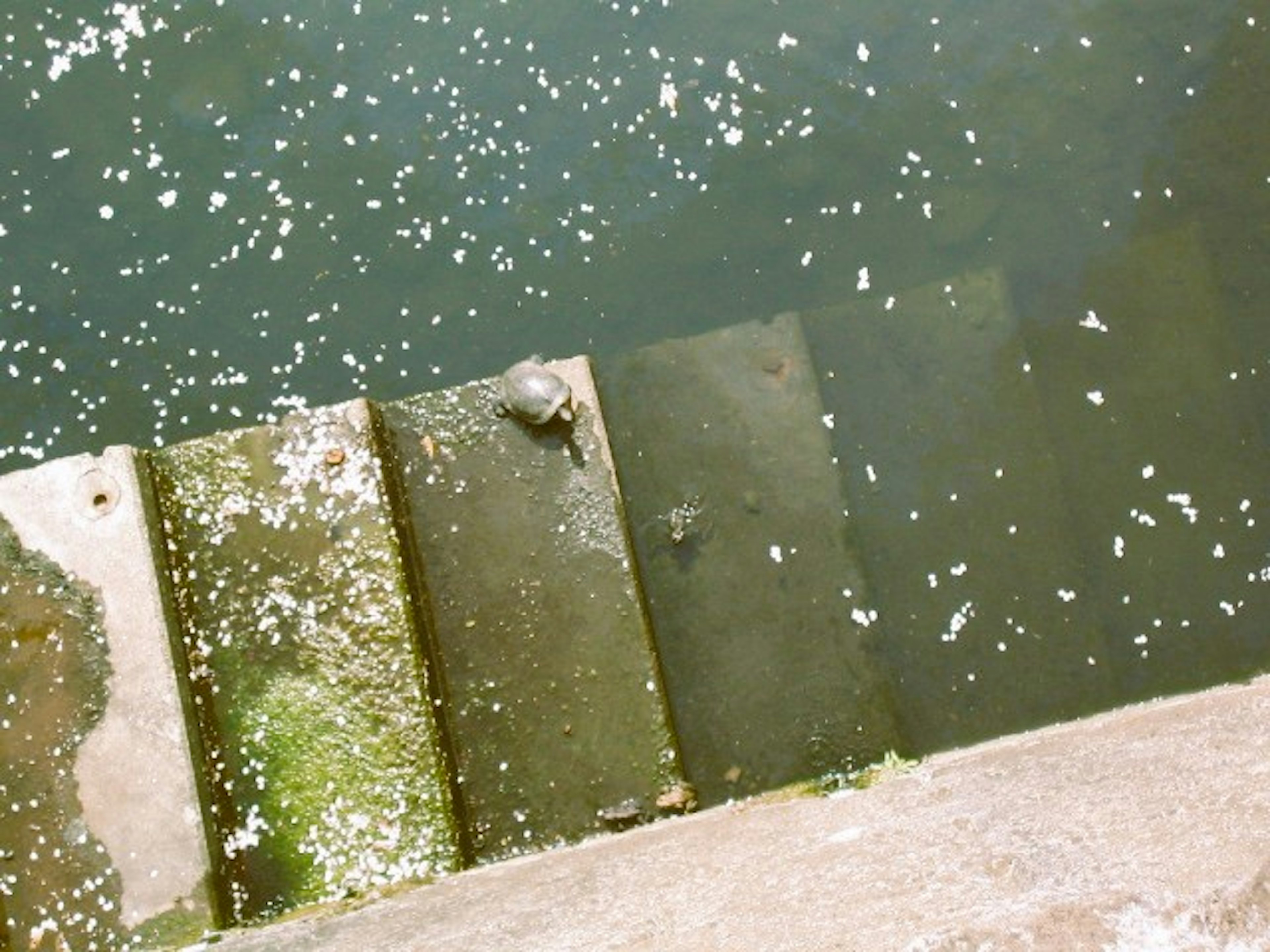 View from above an old staircase leading into murky water with floating debris