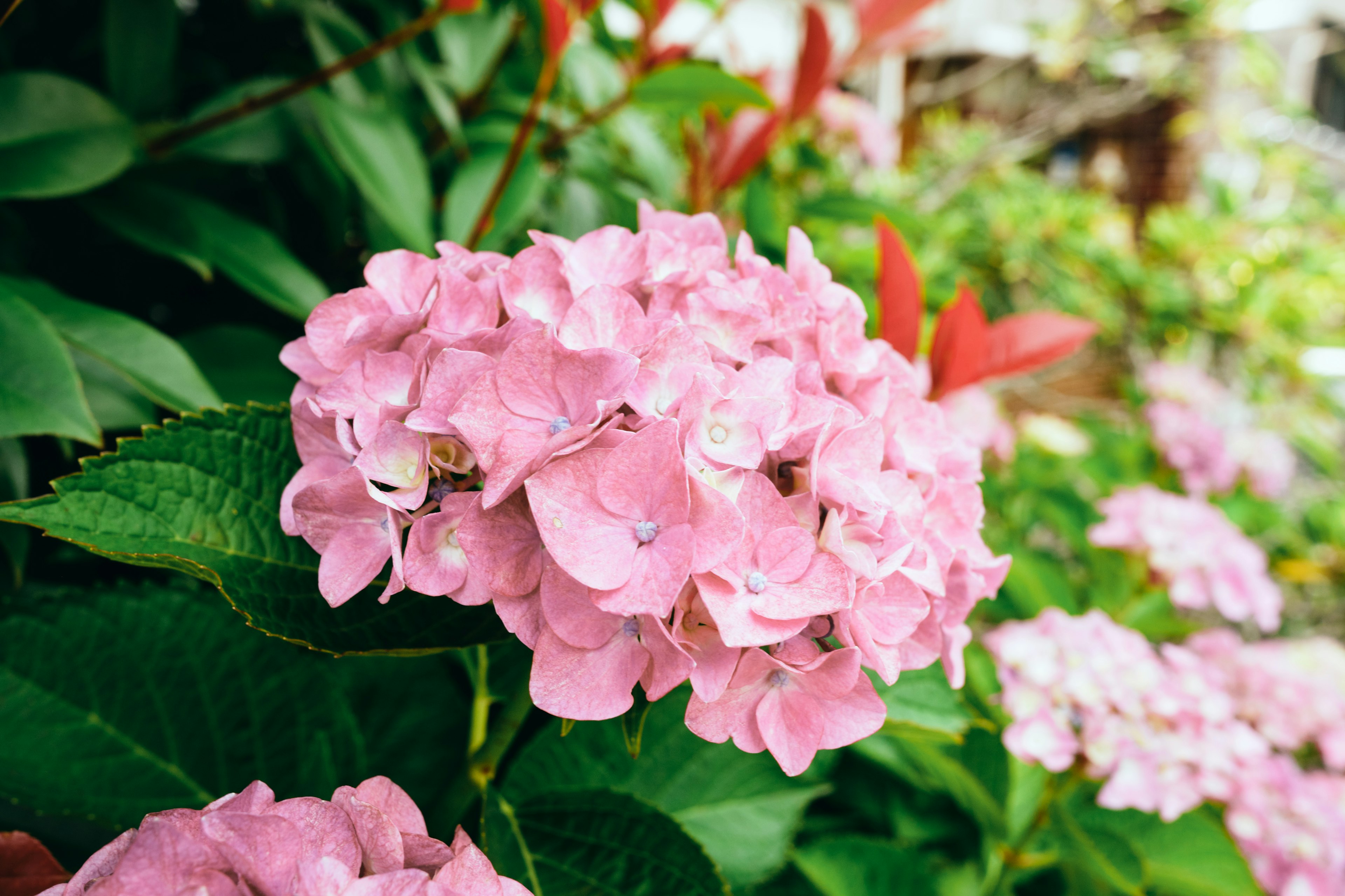 Beautiful pink hydrangea flowers surrounded by green leaves