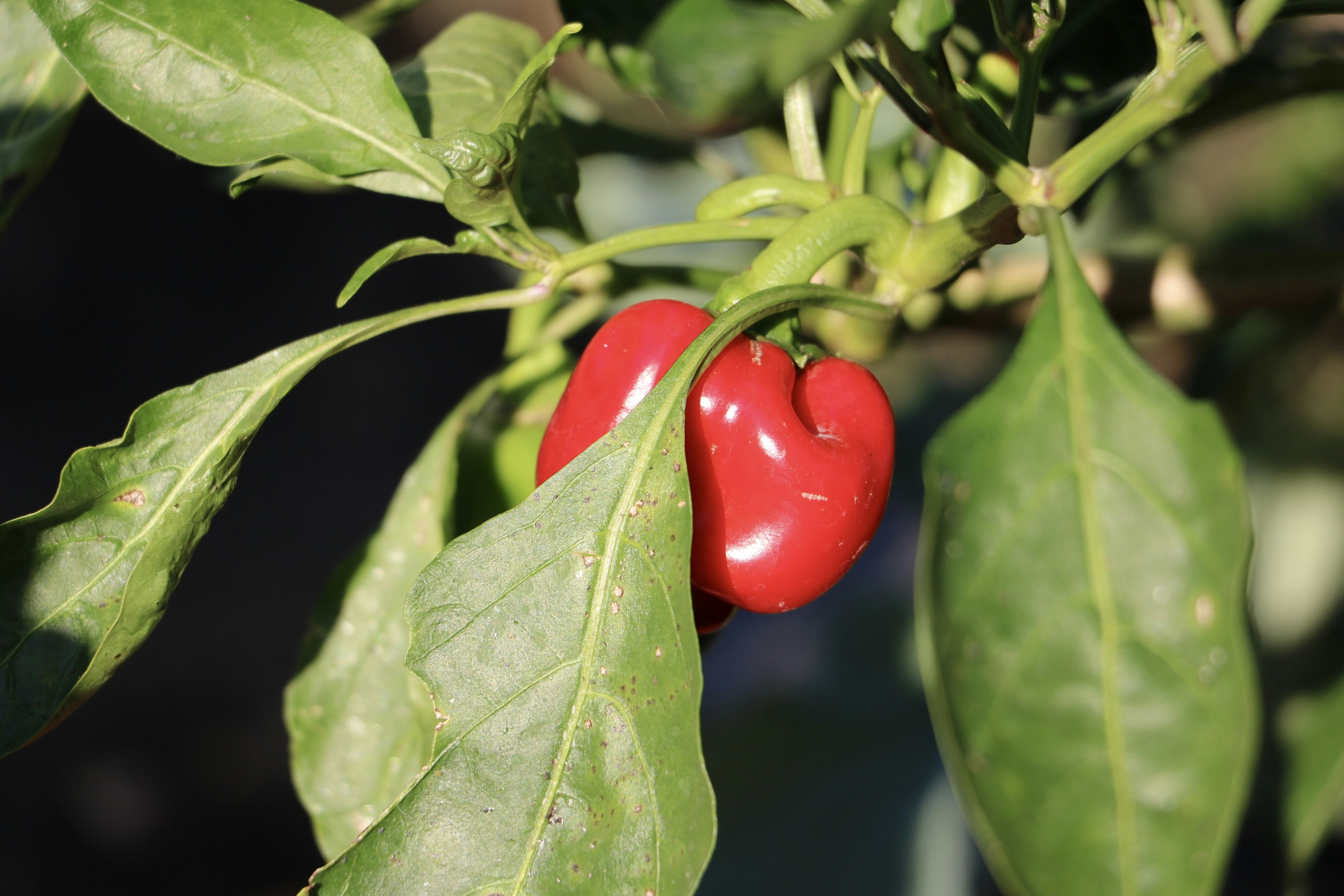 Piment rouge suspendu parmi des feuilles vertes