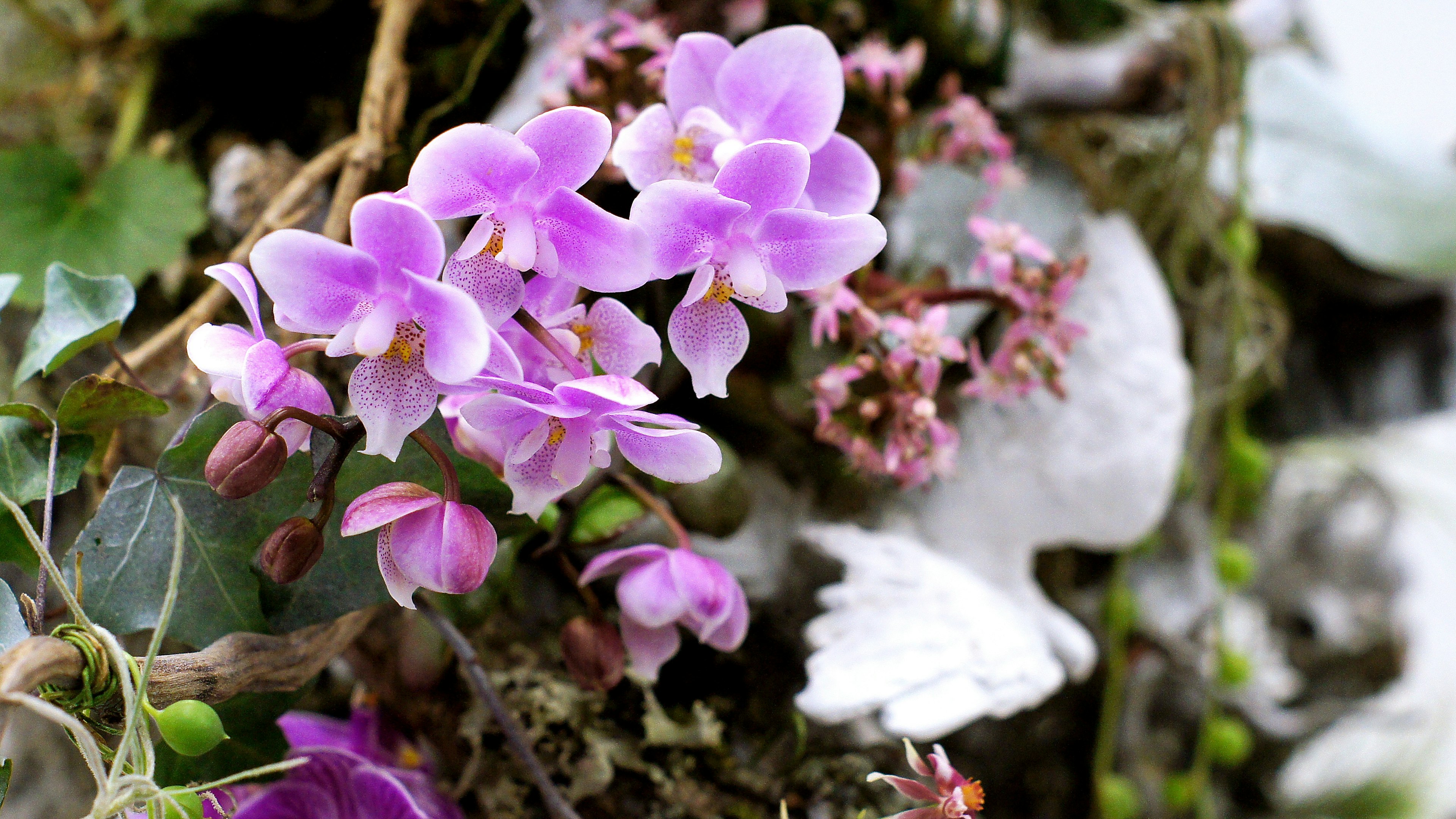 Schöne Darstellung von lila Blumen, die mit grünen Blättern verflochten sind