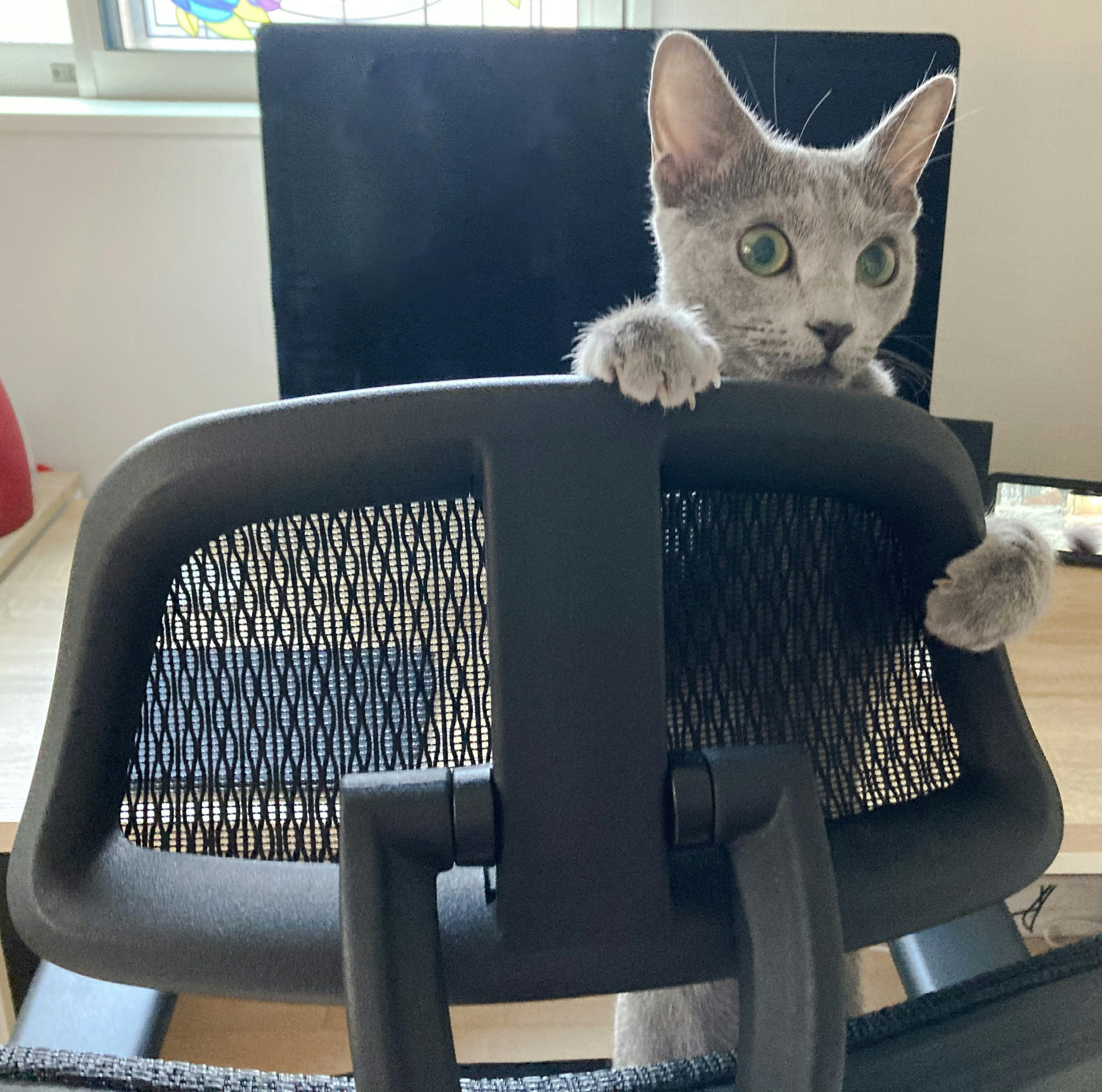 Gray cat with wide eyes peeking over an office chair