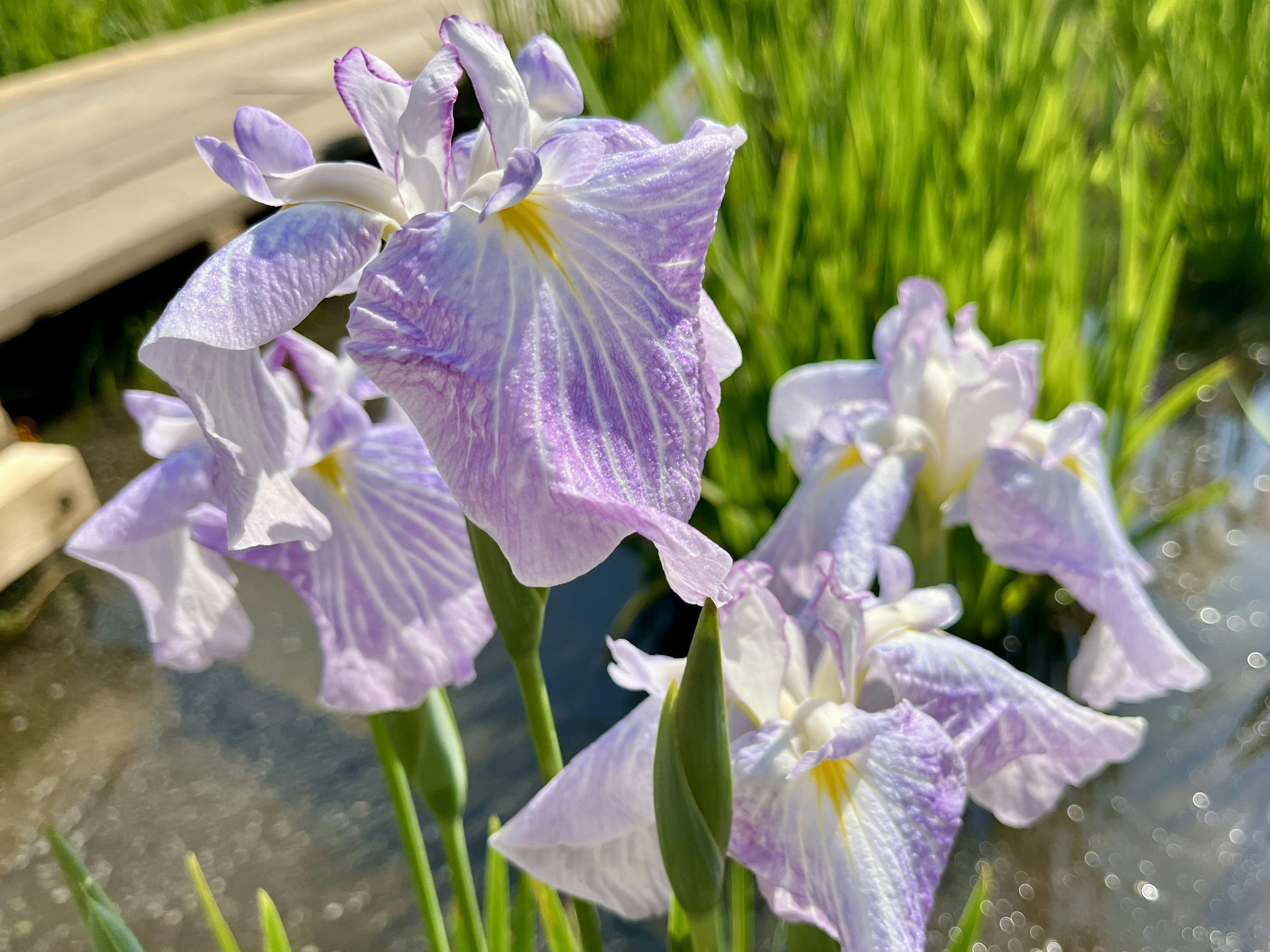 水边盛开的精致紫色花朵