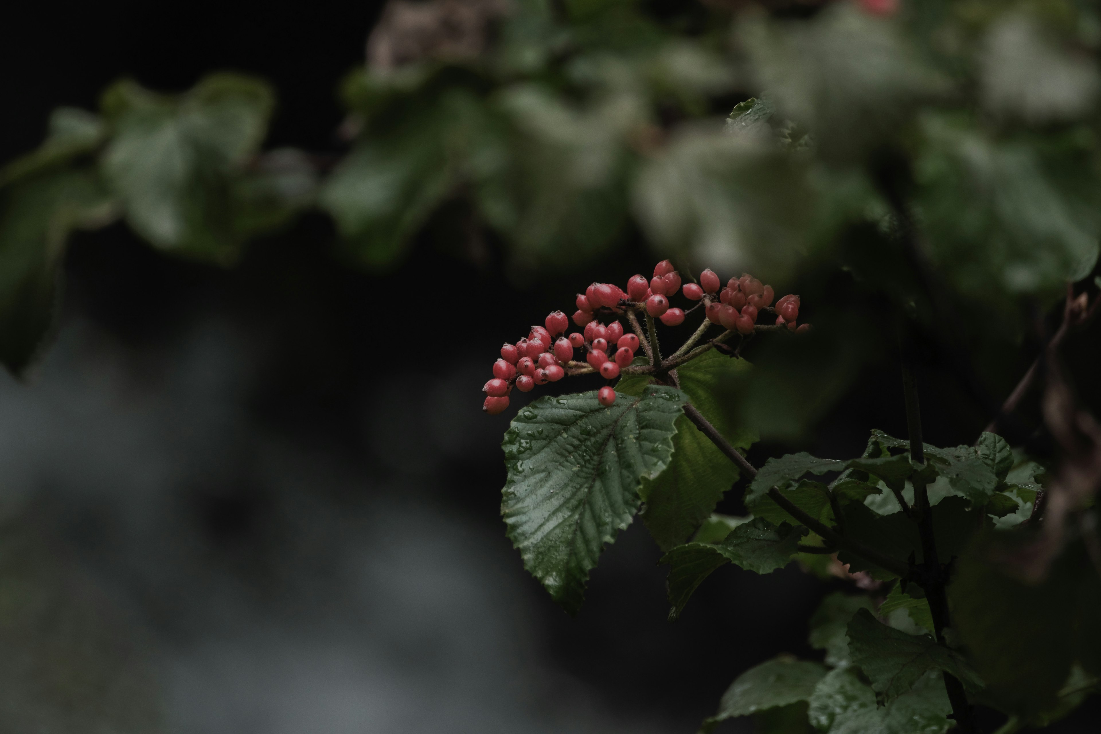 Gros plan sur une branche avec des baies rouges et des feuilles vertes