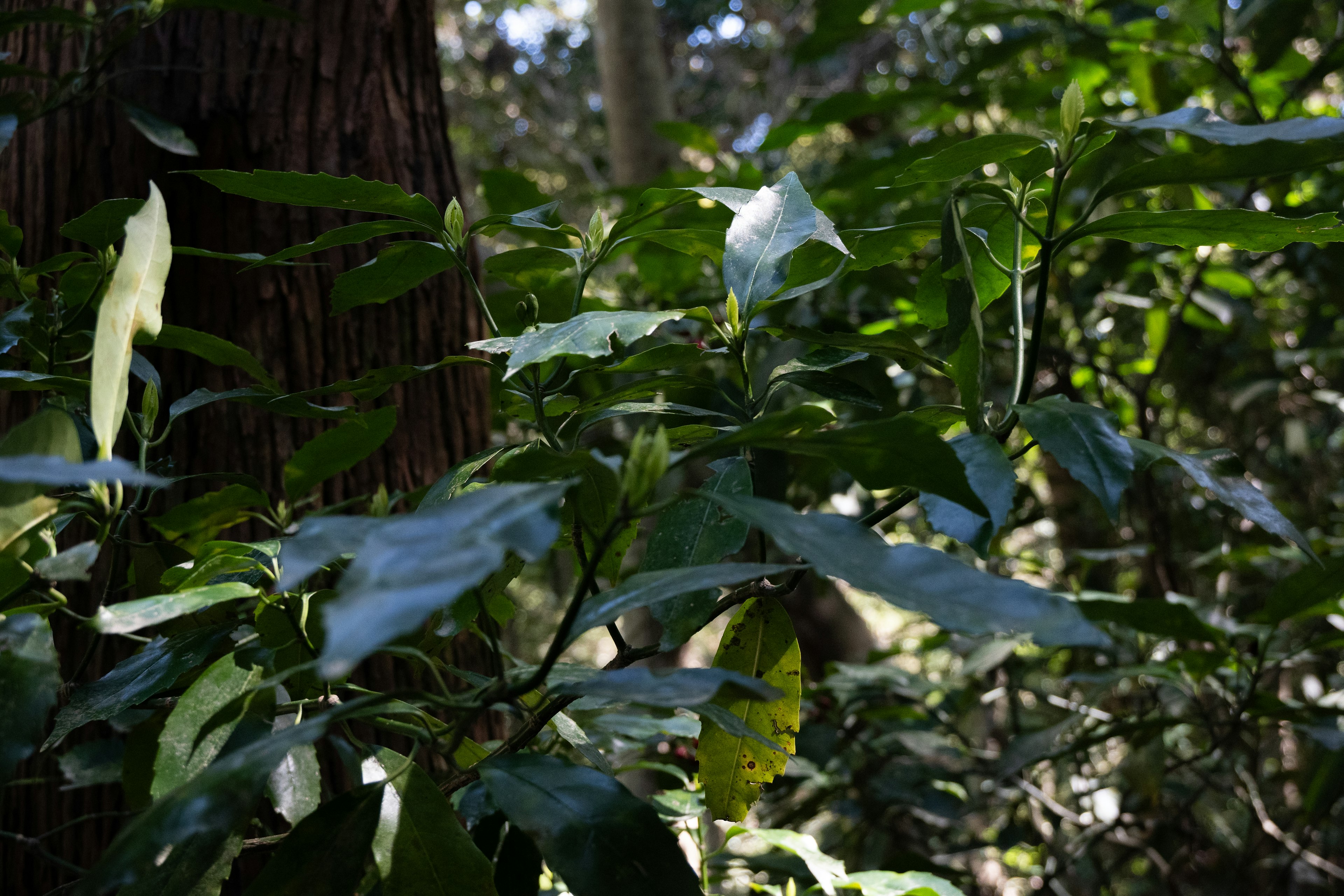 Daun hijau subur dan pohon dalam suasana hutan yang cerah