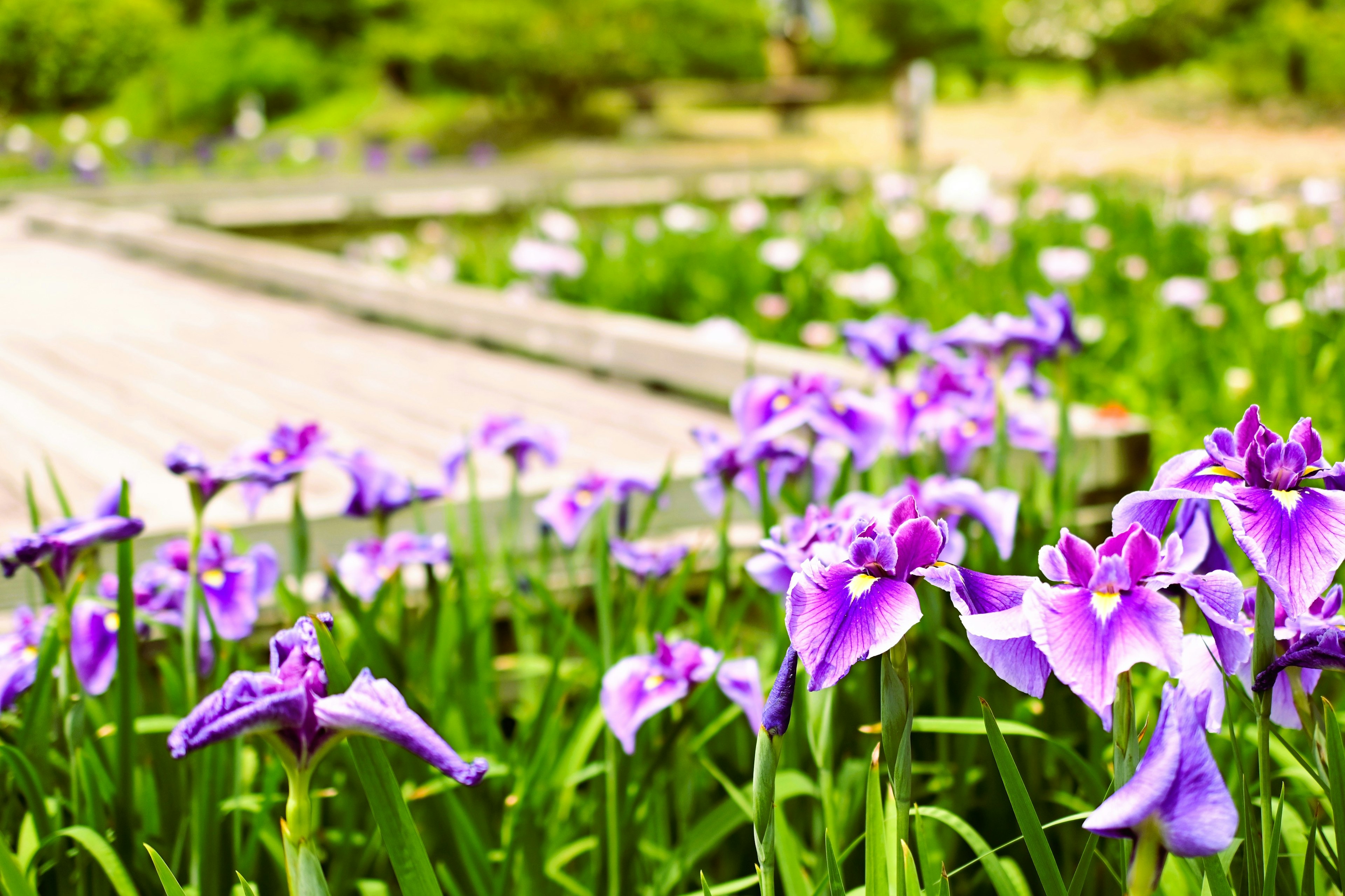 紫色の花が咲く美しい風景の写真