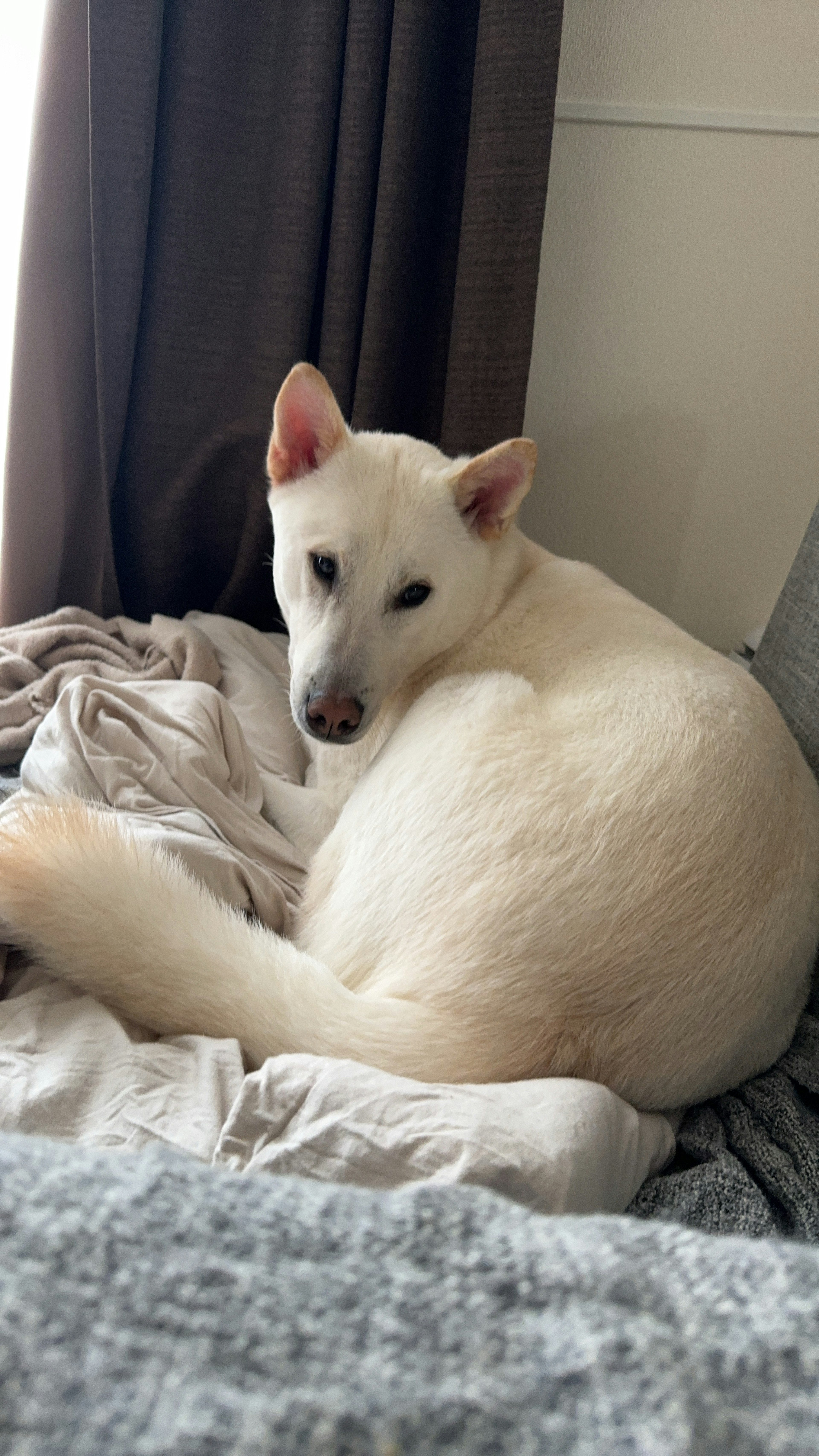 Un chien blanc se détendant sur un canapé