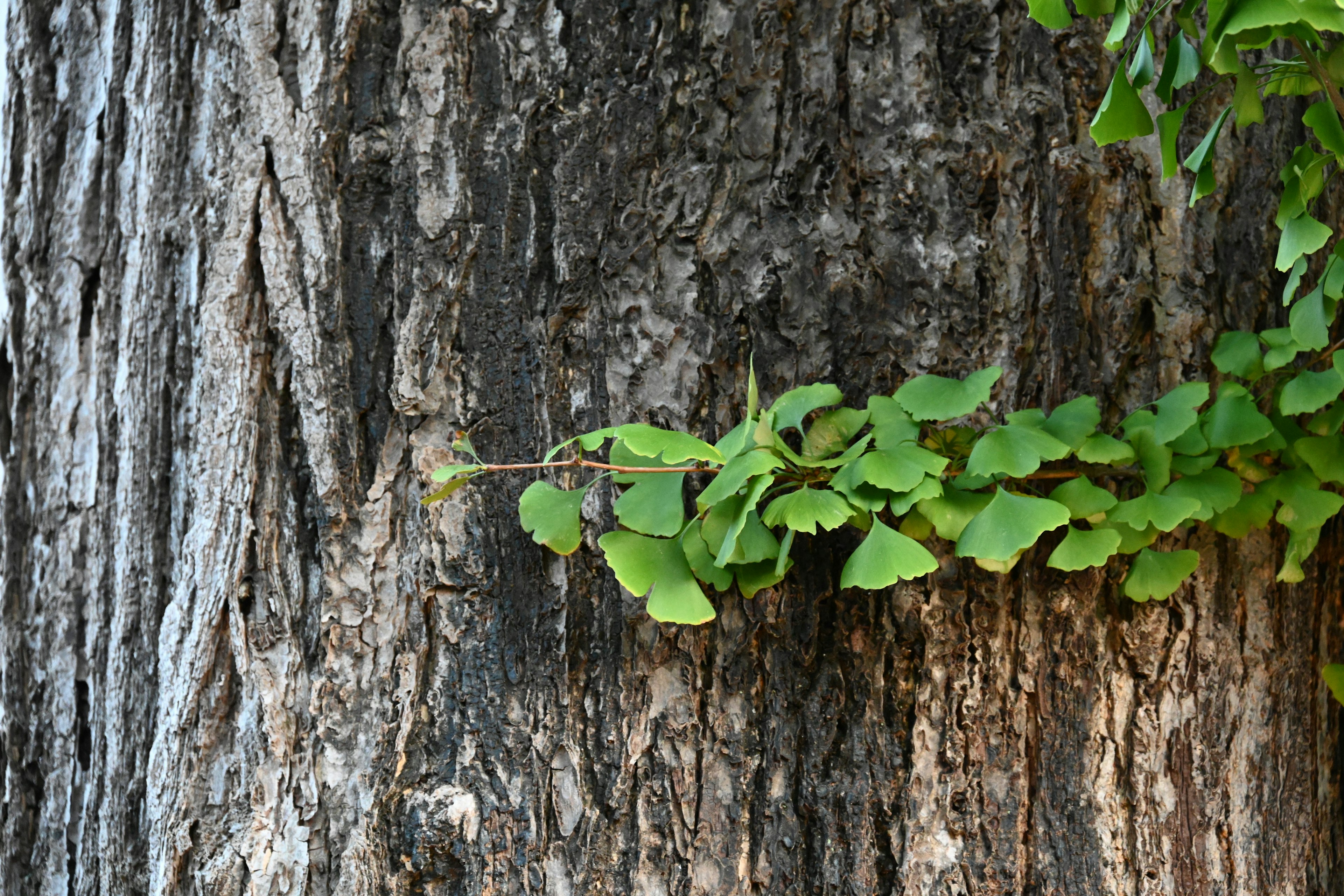 Green vine with leaves on a tree trunk