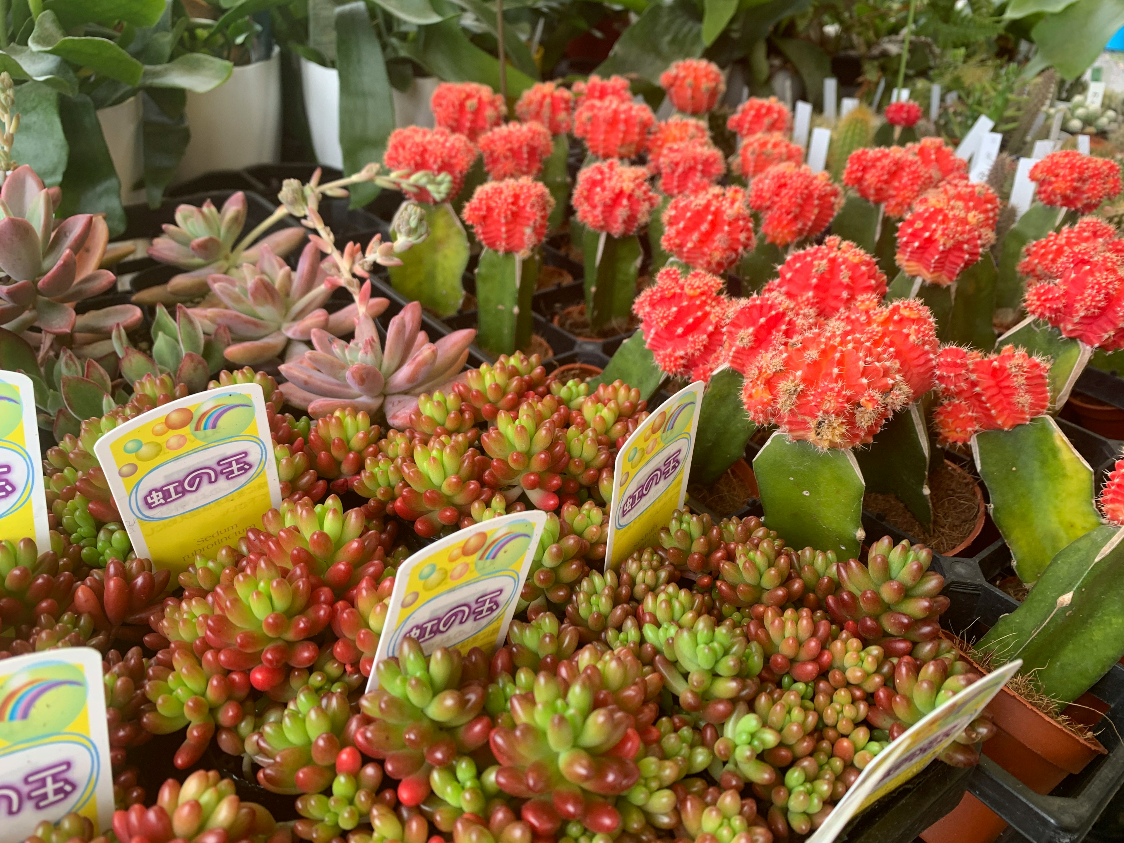 色とりどりの多肉植物とサボテンが並ぶガーデンセンターの風景