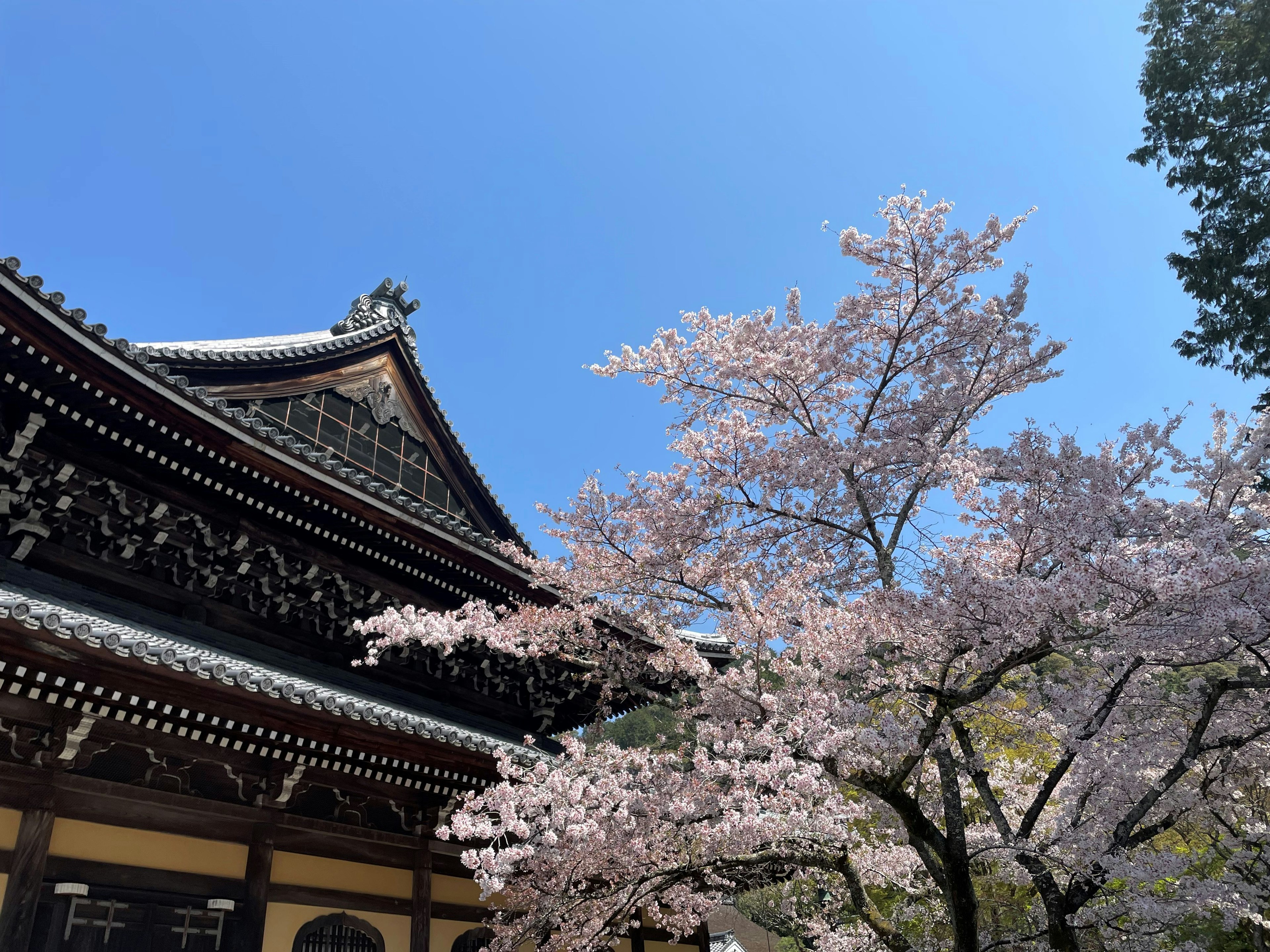 桜の花が咲いている寺院の屋根と青空